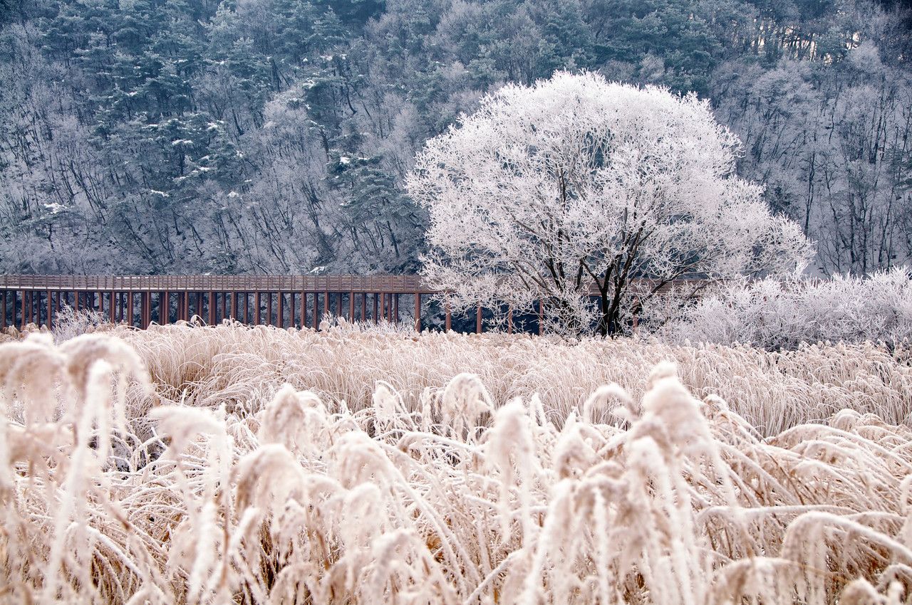 Winter & Cold Brrr!. South korea landscape, Chuncheon, South korea