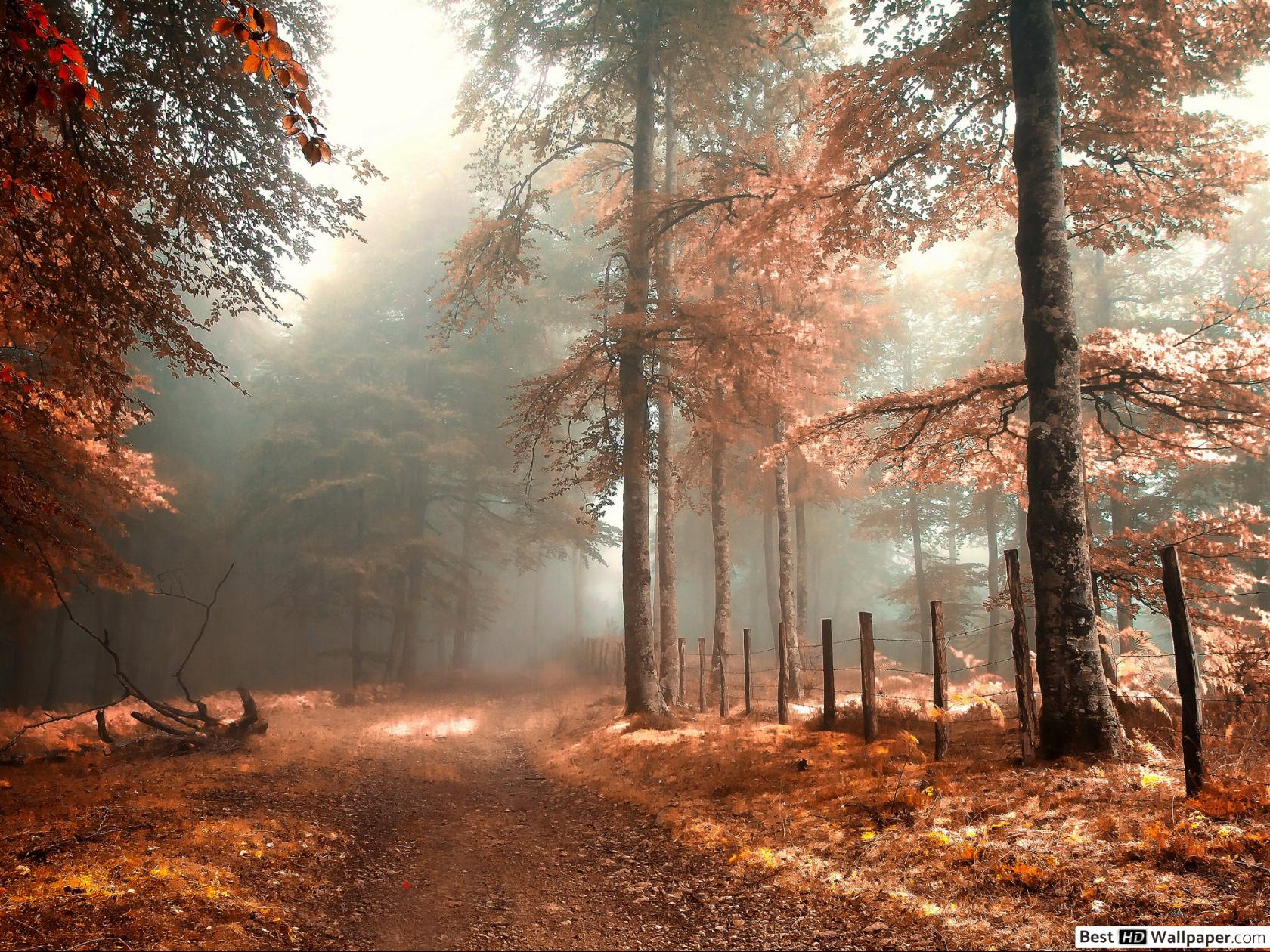 Autumn Forest on Foggy Day HD wallpaper download