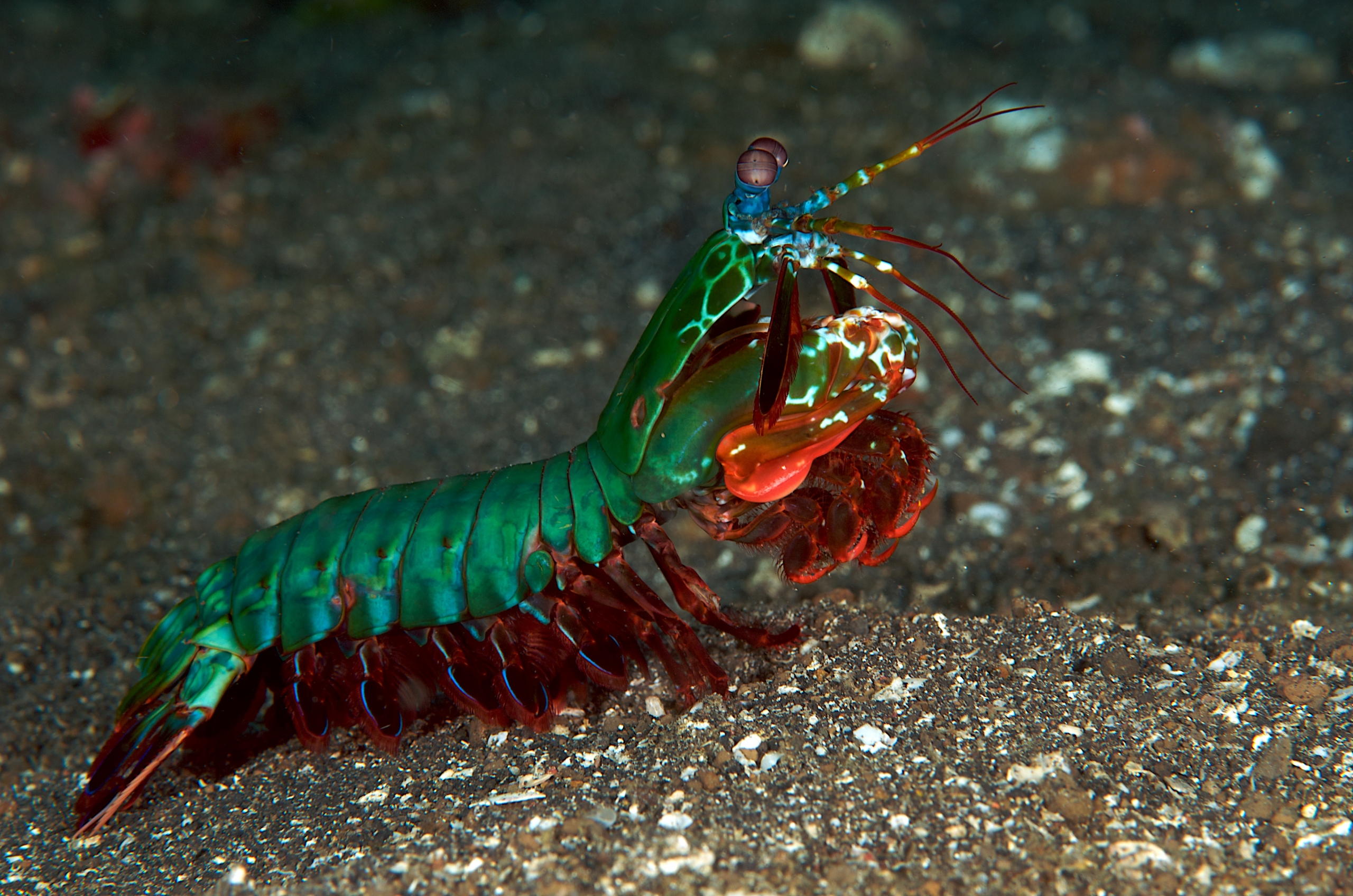 Mantis Shrimp HD Wallpaper