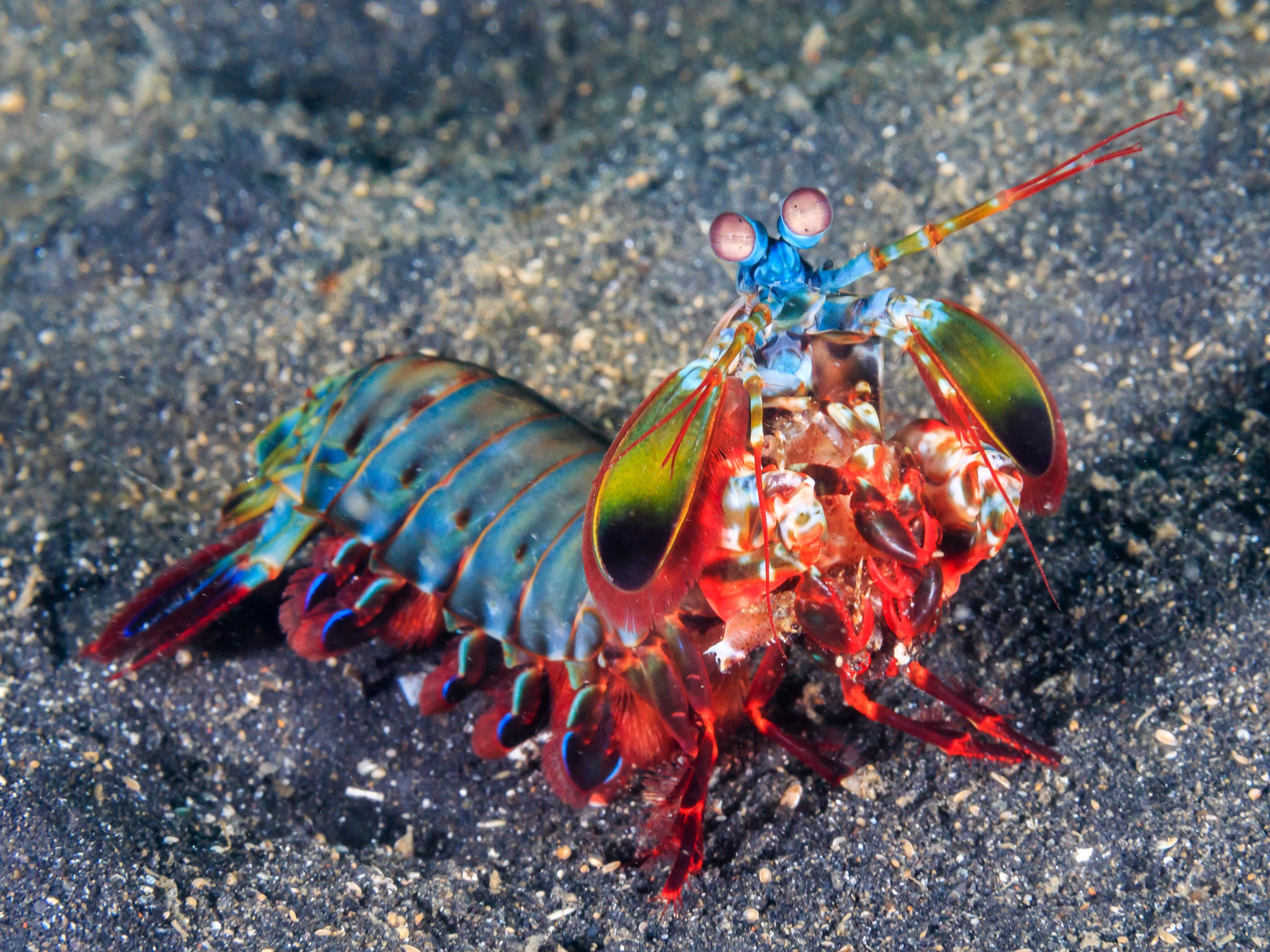 Mantis Shrimp quality wallpaper for mobile