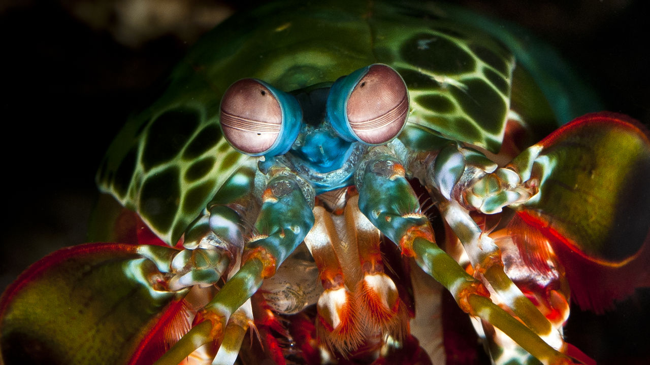 Mantis Shrimp Barrier Reef Foundation