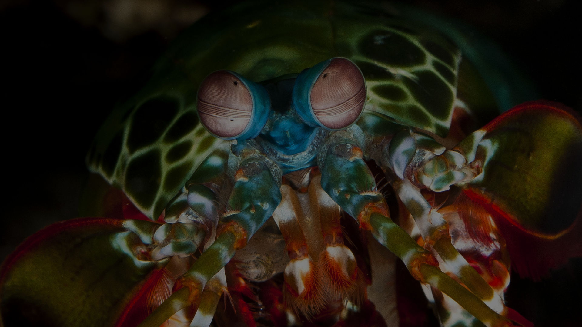 Mantis Shrimp Barrier Reef Foundation