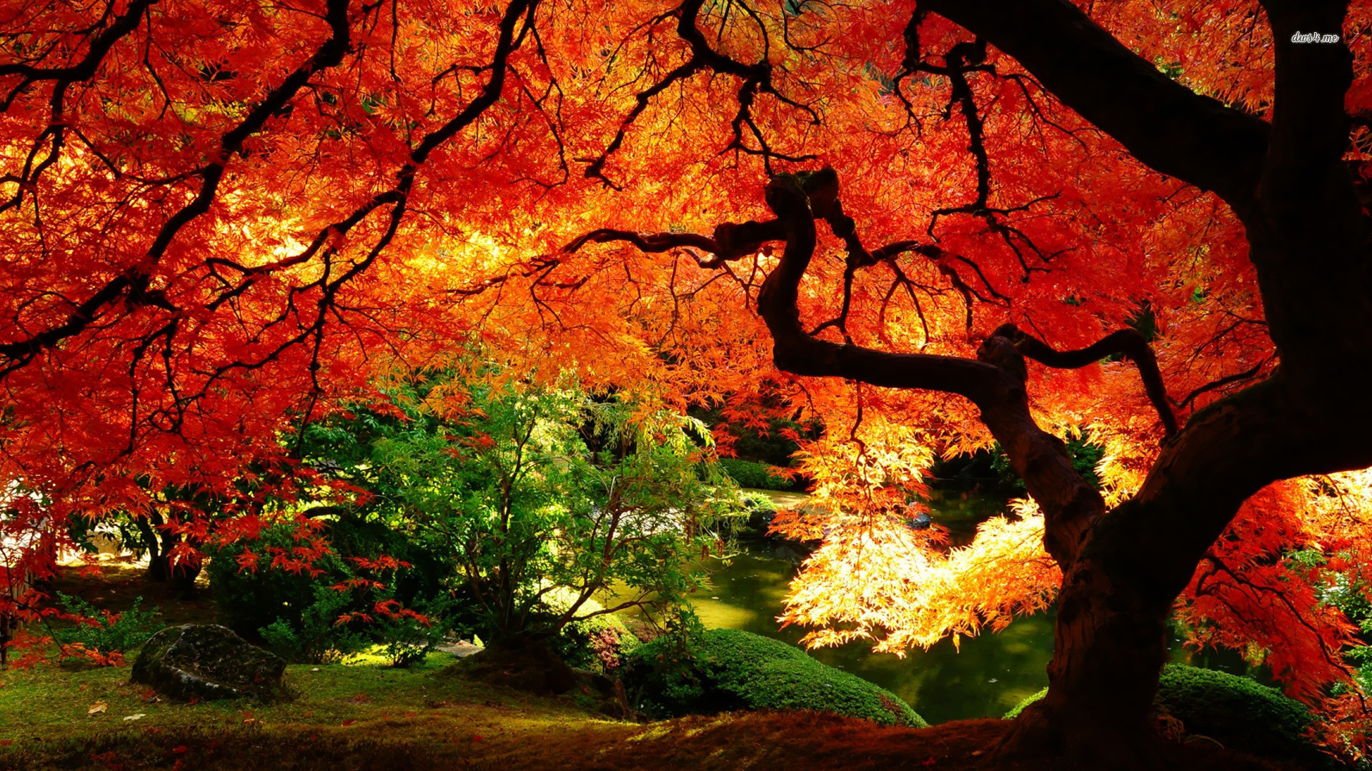 Autumn Landscape Nature HD Desktop Wallpaper, Tree Landscape Desktop Background
