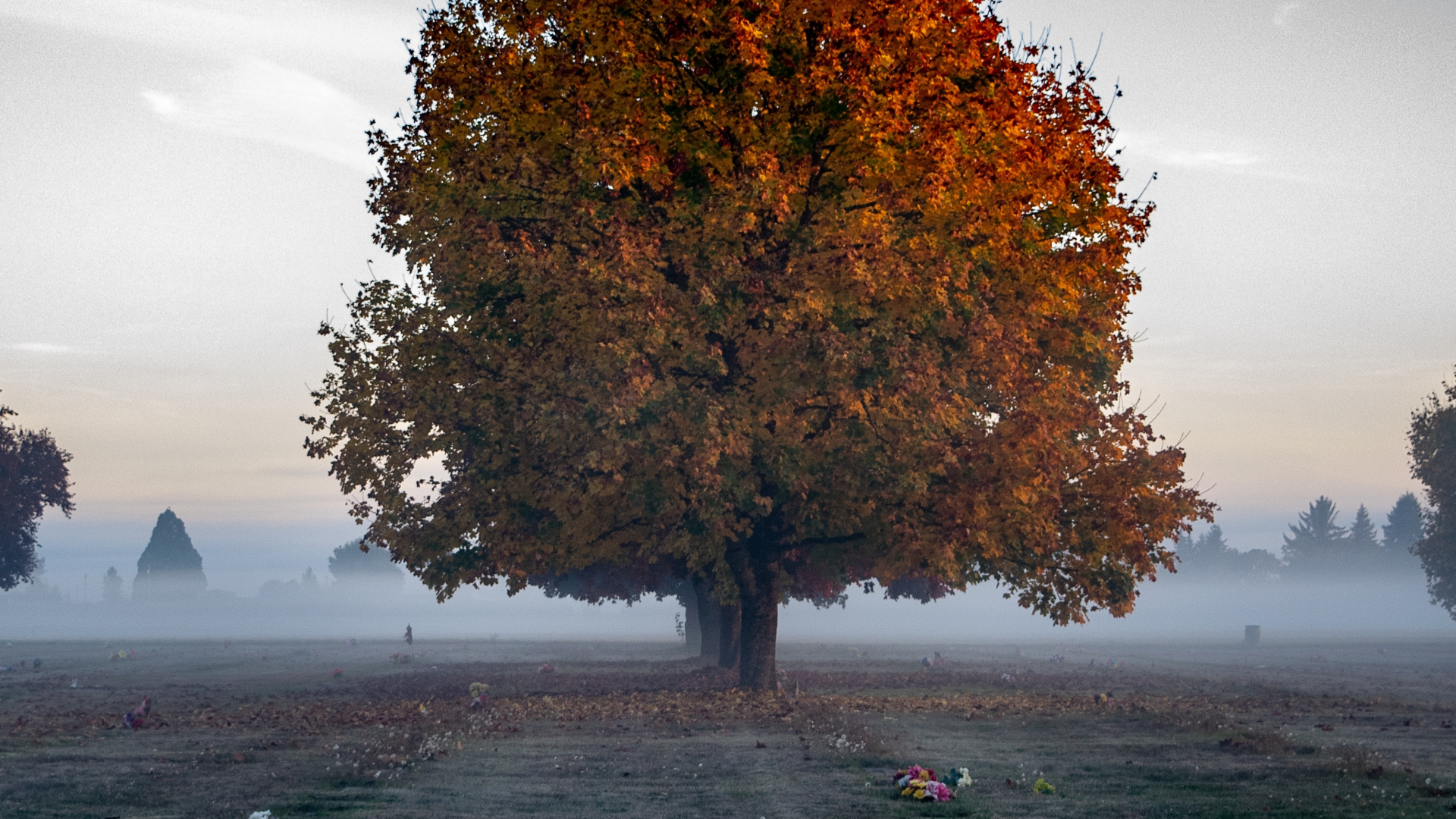 Download 1920x1080 wallpaper tree, big, autumn, landscape, full hd, hdtv, fhd, 1080p, 1920x1080 HD image, background, 18131