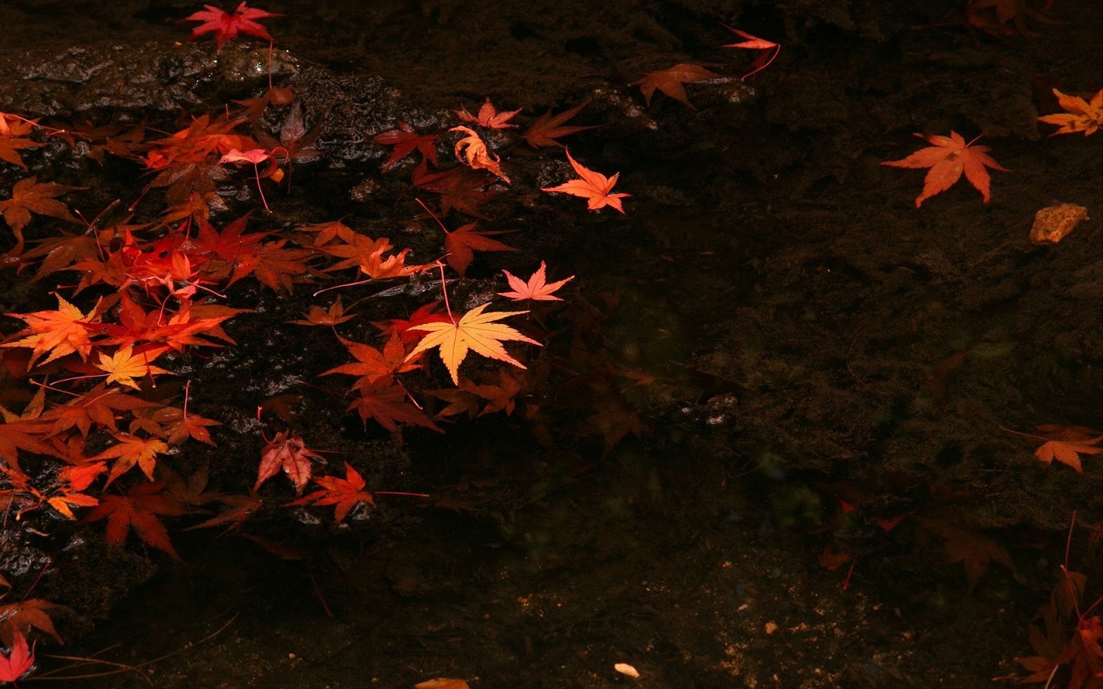 Dark Fall Leaves Background