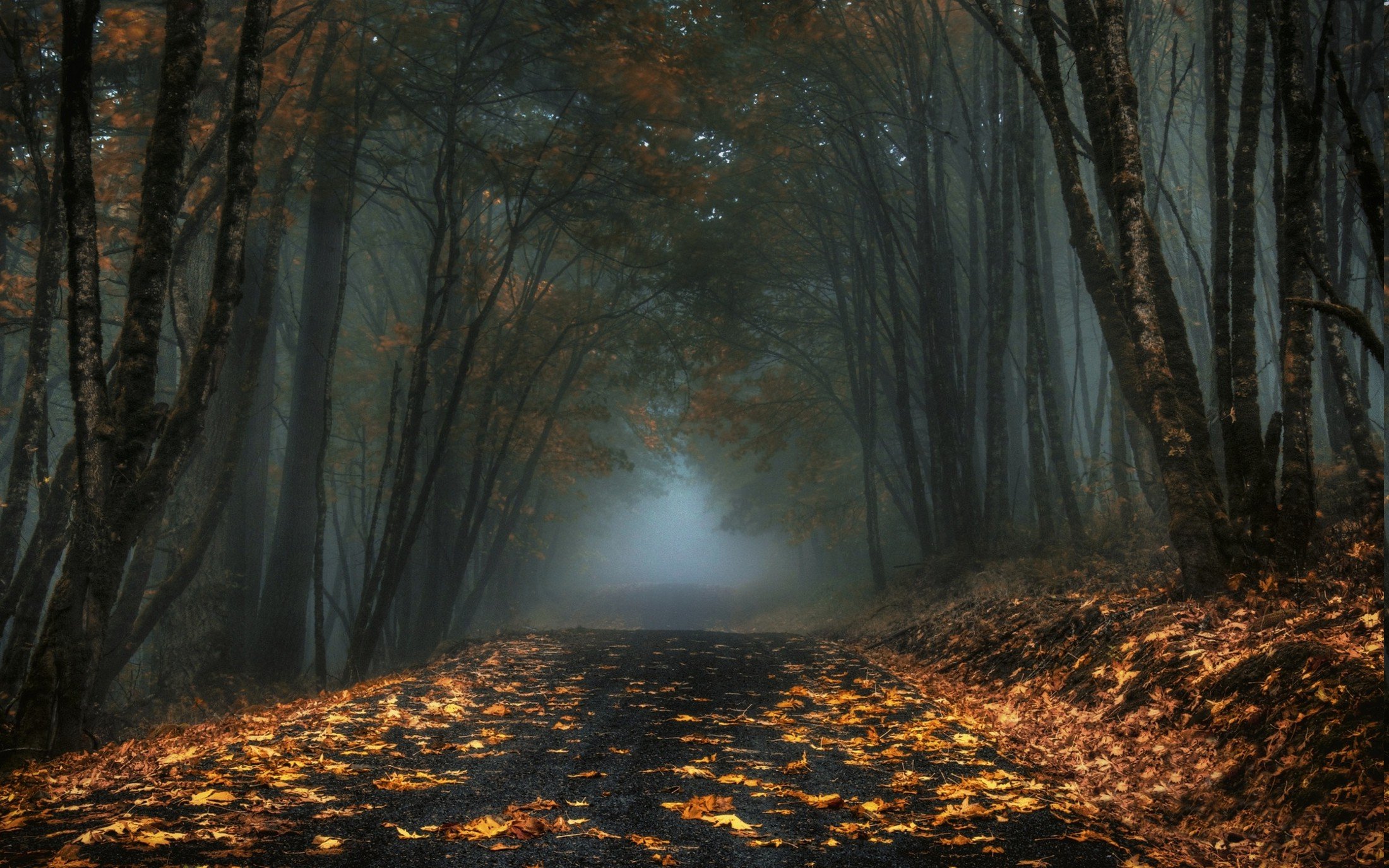 2200x1375 dark, fall, forest, landscape, leaves, mist, morning, nature, road, trees