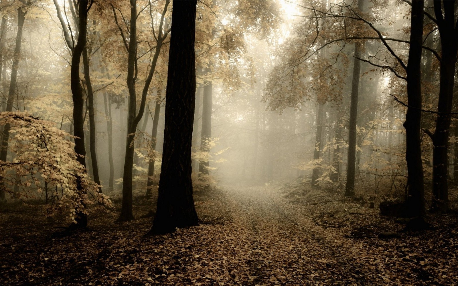 Wallpaper, 1600x1000 px, atmosphere, dark, fall, forest, landscape, leaves, mist, morning, nature, path, trees 1600x1000