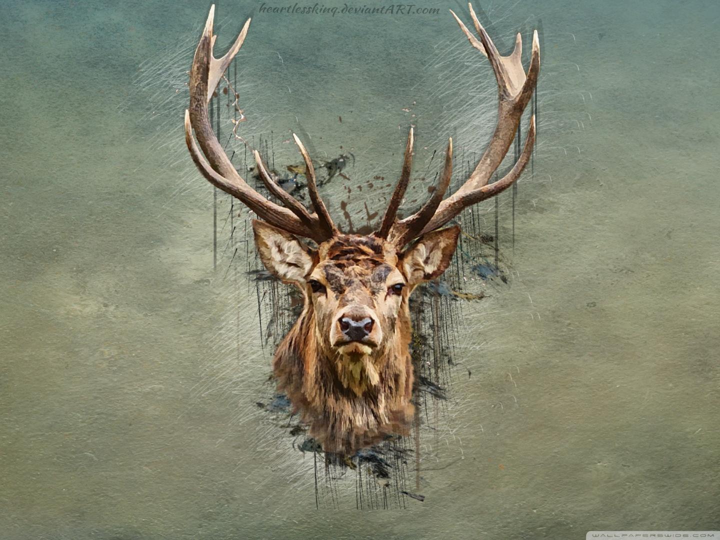 Deer 4K Wallpaper Free Deer 4K Background