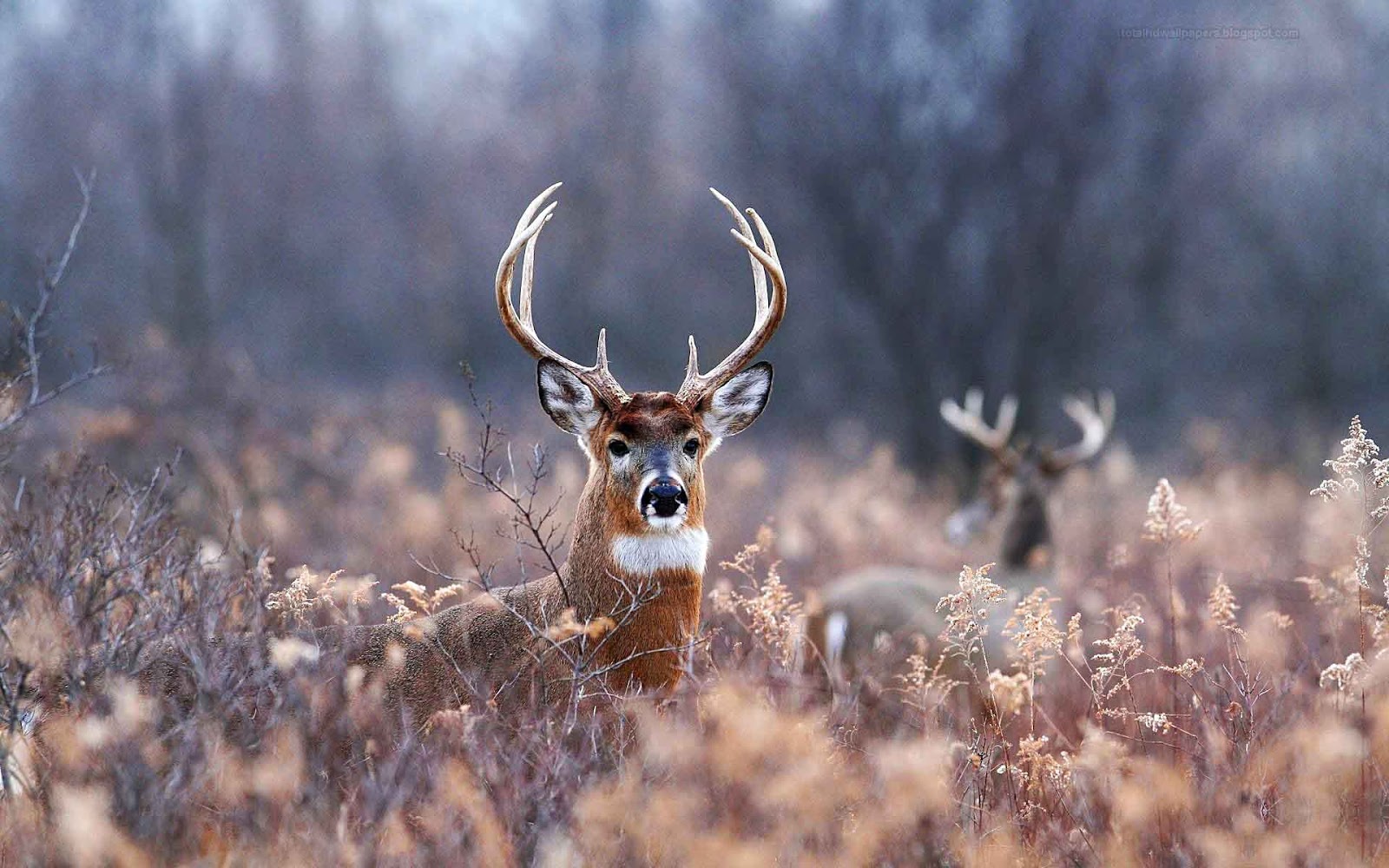 HD Deer Wallpaper