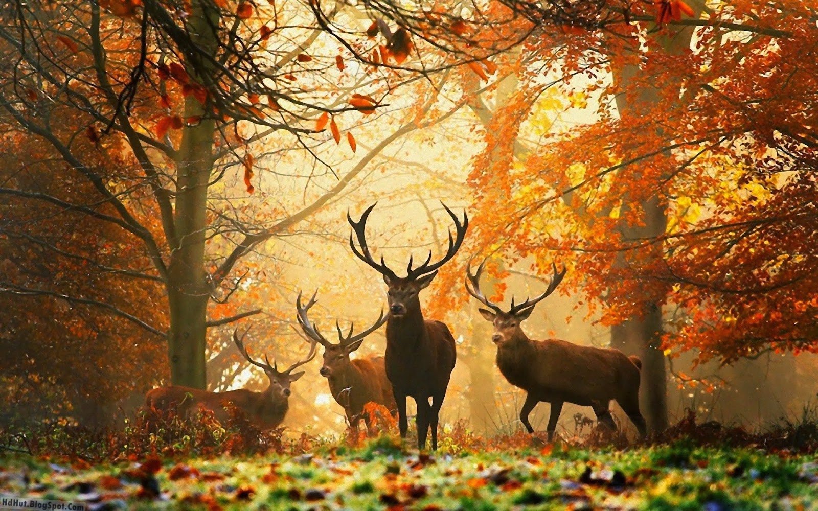 Cool Deer Wallpapers - Wallpaper Cave