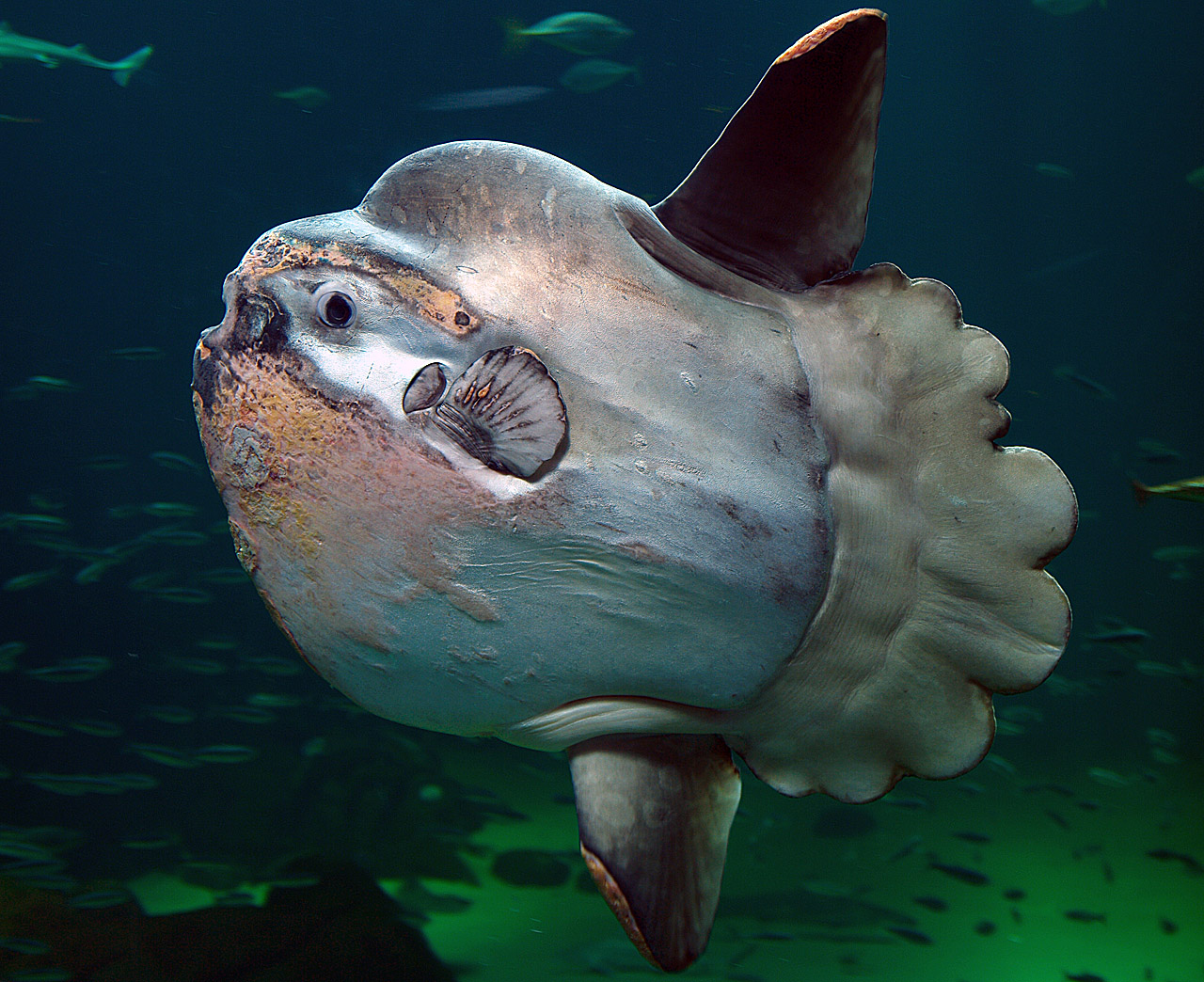 Sunfish (mola mola) photo and wallpaper. Nice Sunfish (mola mola) picture