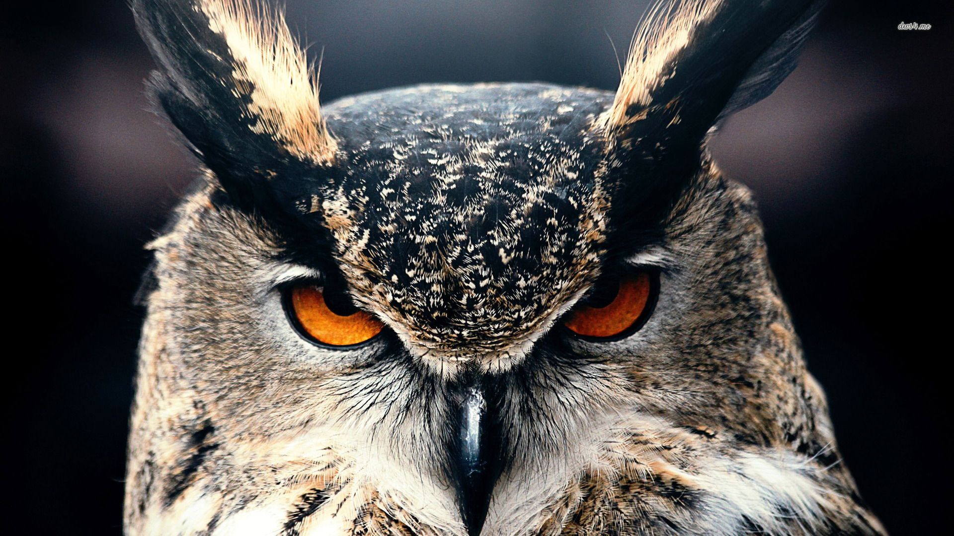 Angry Owl Wallpaper Free Angry Owl Background