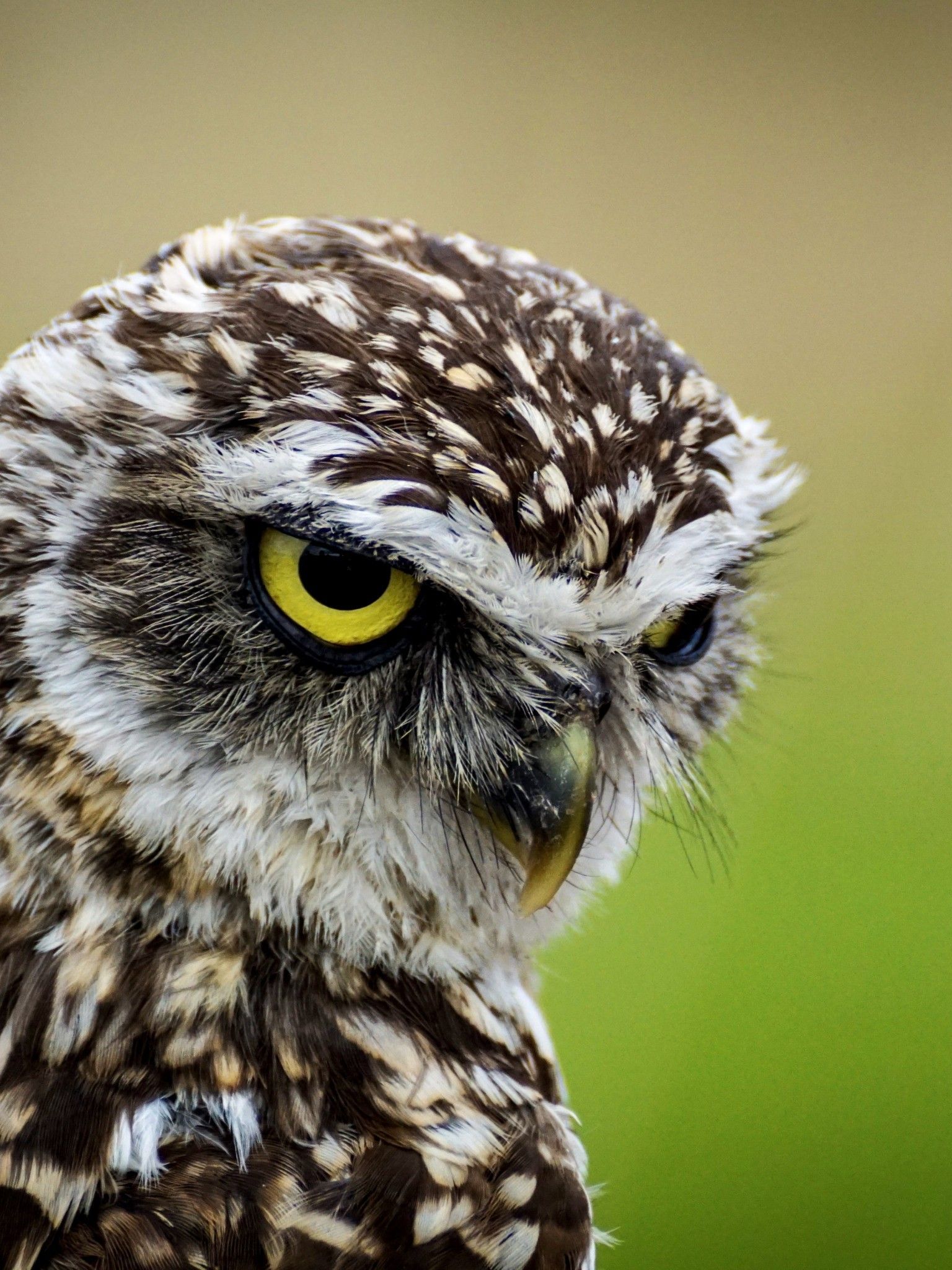 Angry Owl Wallpaper Free Angry Owl Background