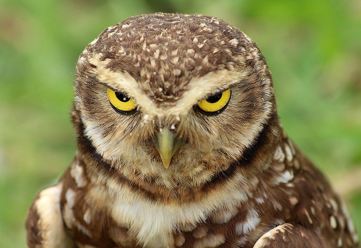 Angry Owl by Leonardo Casadeipx. Owl picture, Owl, Scary owl