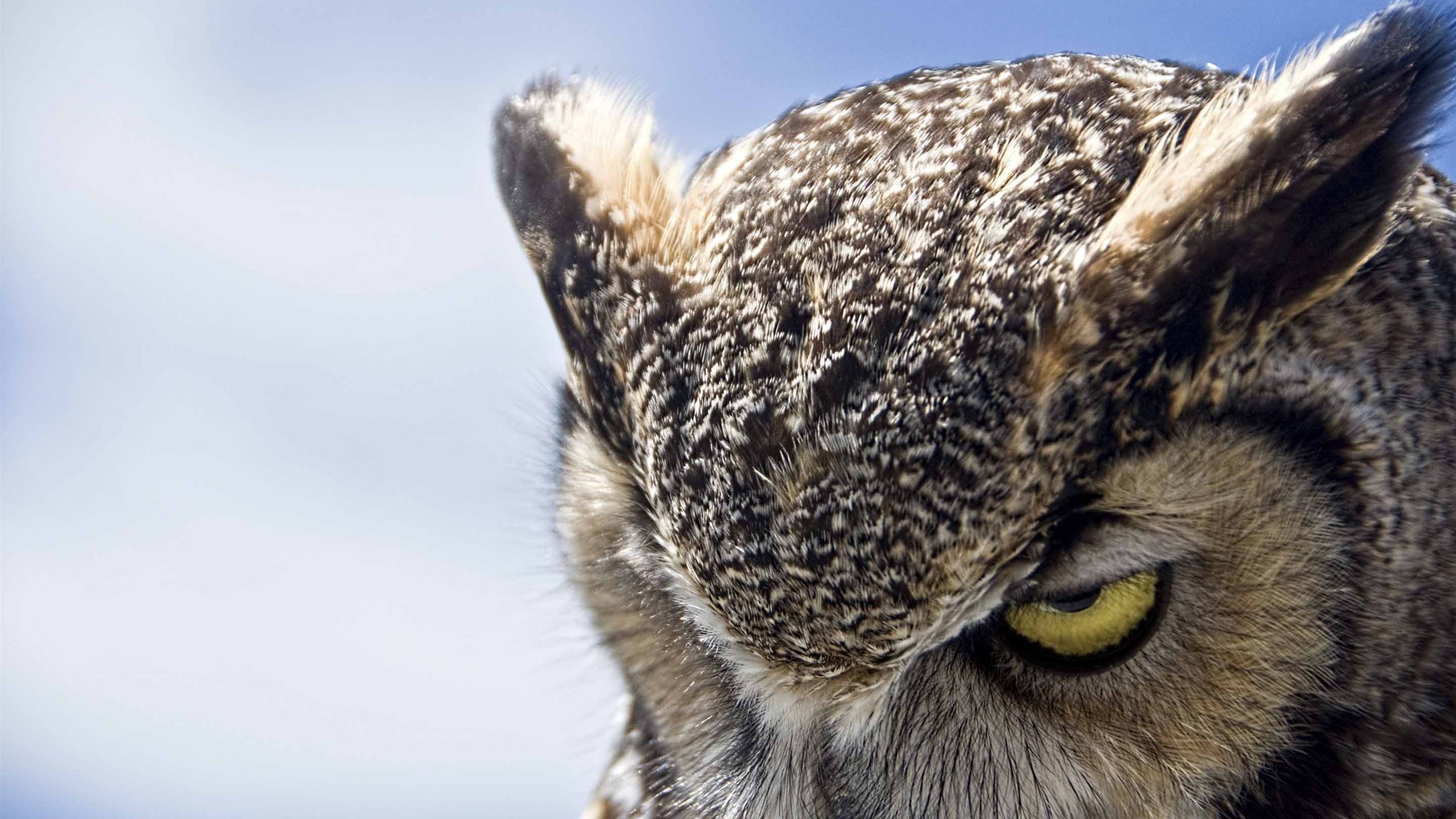 Great Horned Owl Sullen Mac Wallpaper Download