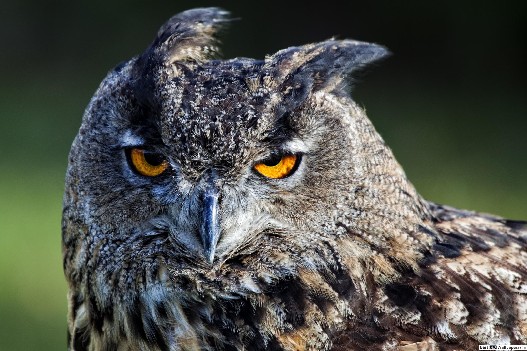 Mad Owl HD wallpaper download