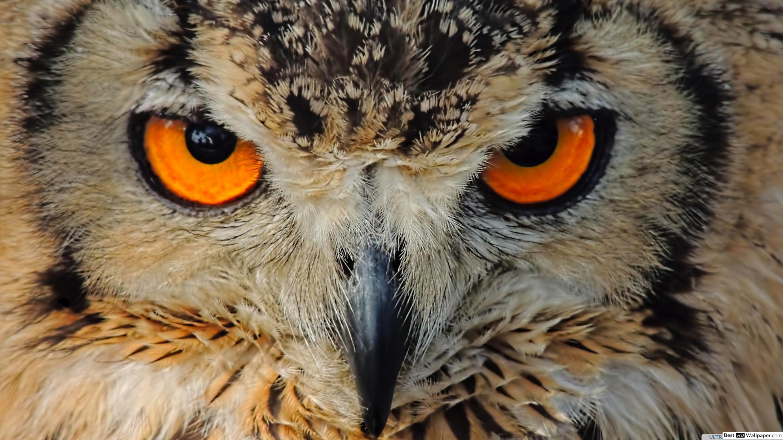 Indian Eagle Owl HD Wallpaper Download