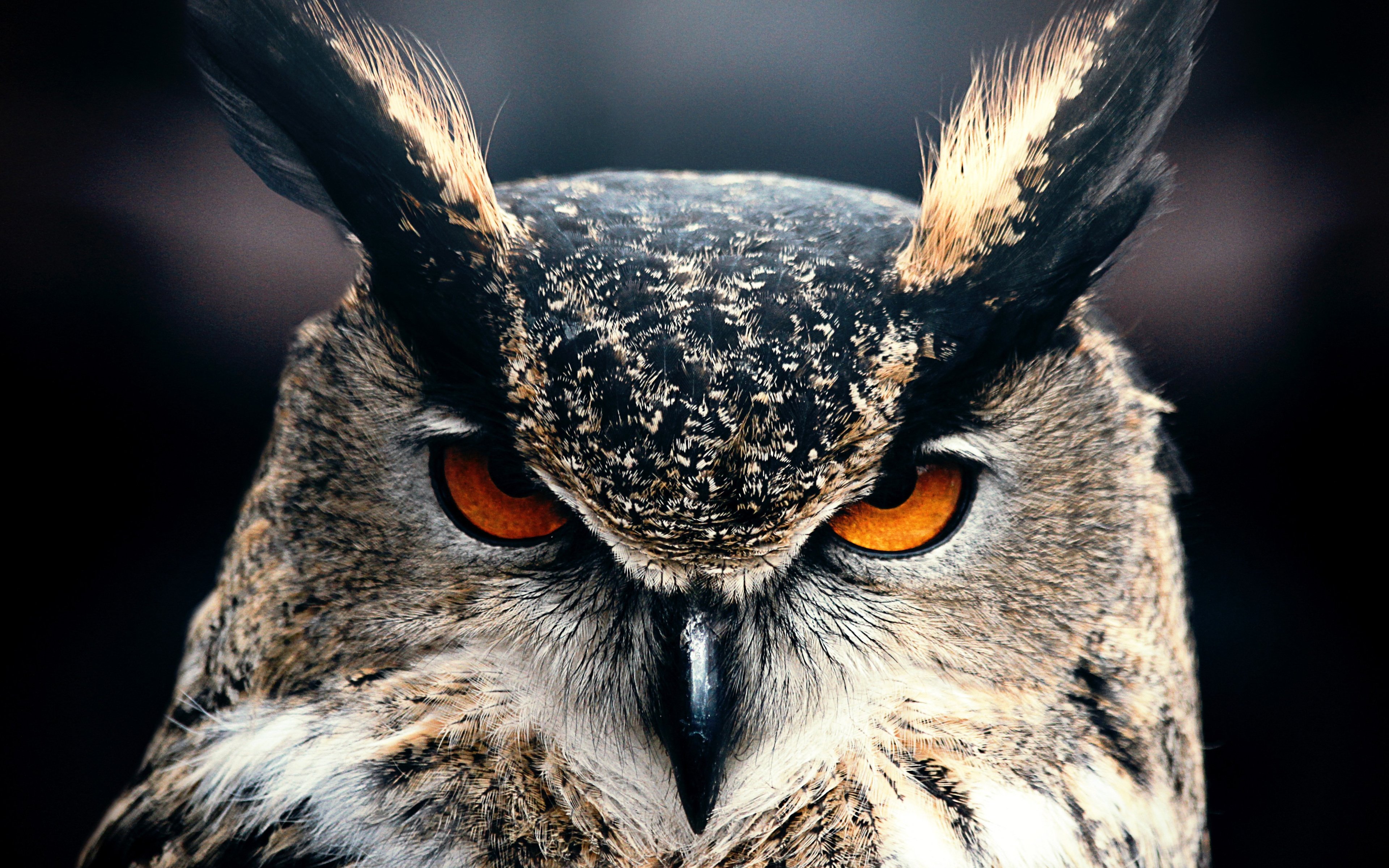 Owl Closeup 4k 4k HD 4k Wallpaper, Image, Background, Photo and Picture