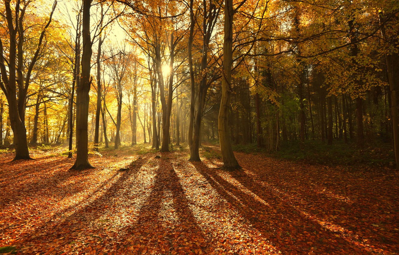 Wallpaper autumn, forest, the sun, rays, light, trees, nature, foliage, shadows image for desktop, section природа