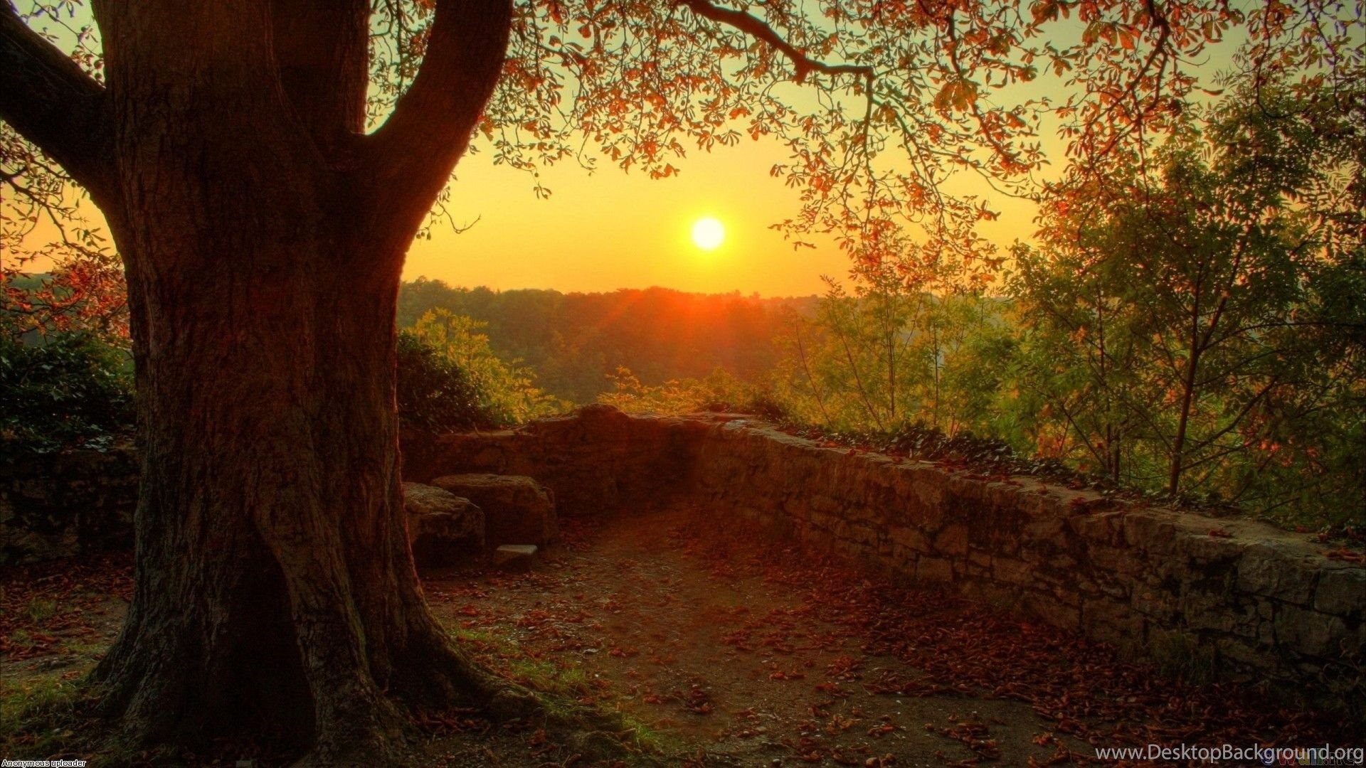 Autumn Warm Light Wallpaper Desktop Background