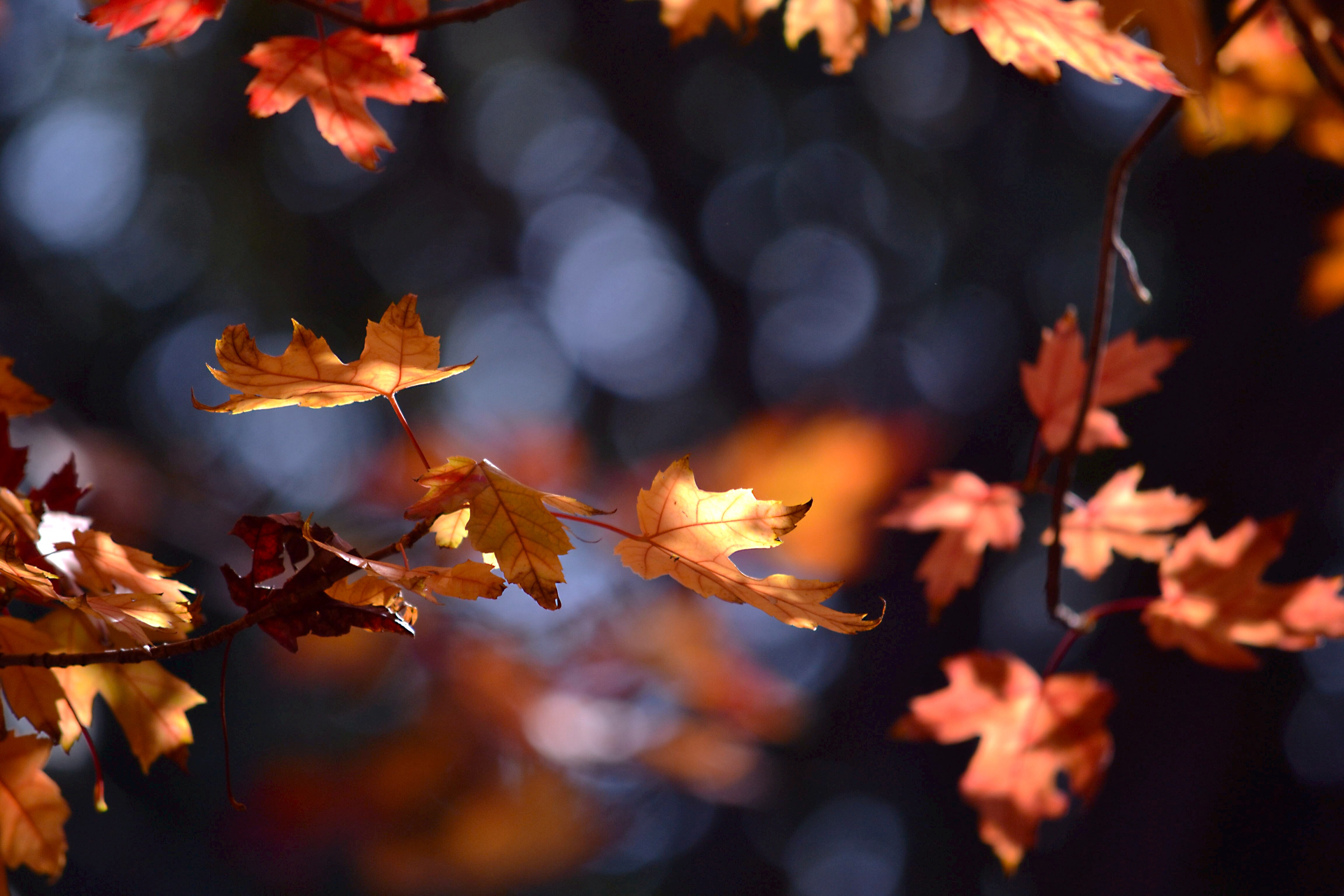 Wallpaper, sunlight, fall, leaves, nature, sky, shadow, squirrel, branch, Nikon, october, spring, Chicago, light, autumn, shadows, plant, urbannature, d nikond twig, computer wallpaper, deciduous, maple tree, maple leaf, squirrels, evacares