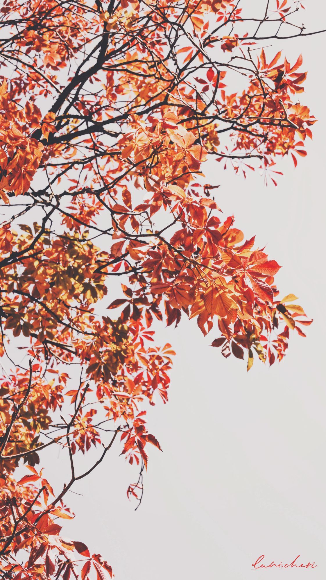 Free Download: Autumn Wallpaper ♥ Desktop Und Mobile Geräte. Fall Wallpaper, Cute Fall Wallpaper, Autumn Phone Wallpaper
