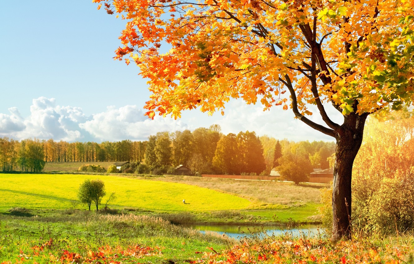 Wallpaper autumn, light, trees, meadow, green, falling leaves, Autumn, warm, solar image for desktop, section пейзажи