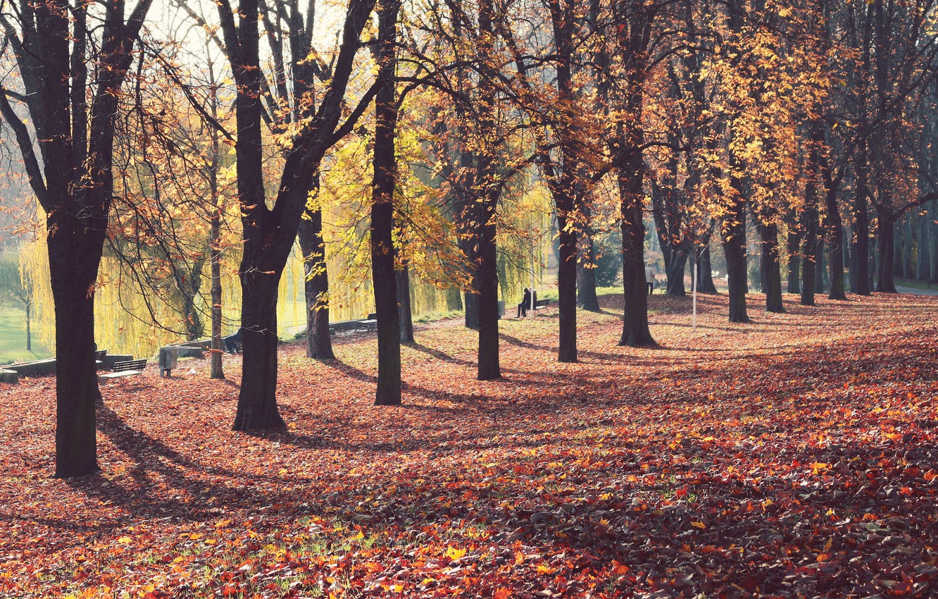 Wallpaper autumn, leaves, the sun, trees, bench, Park, people, shadows image for desktop, section пейзажи