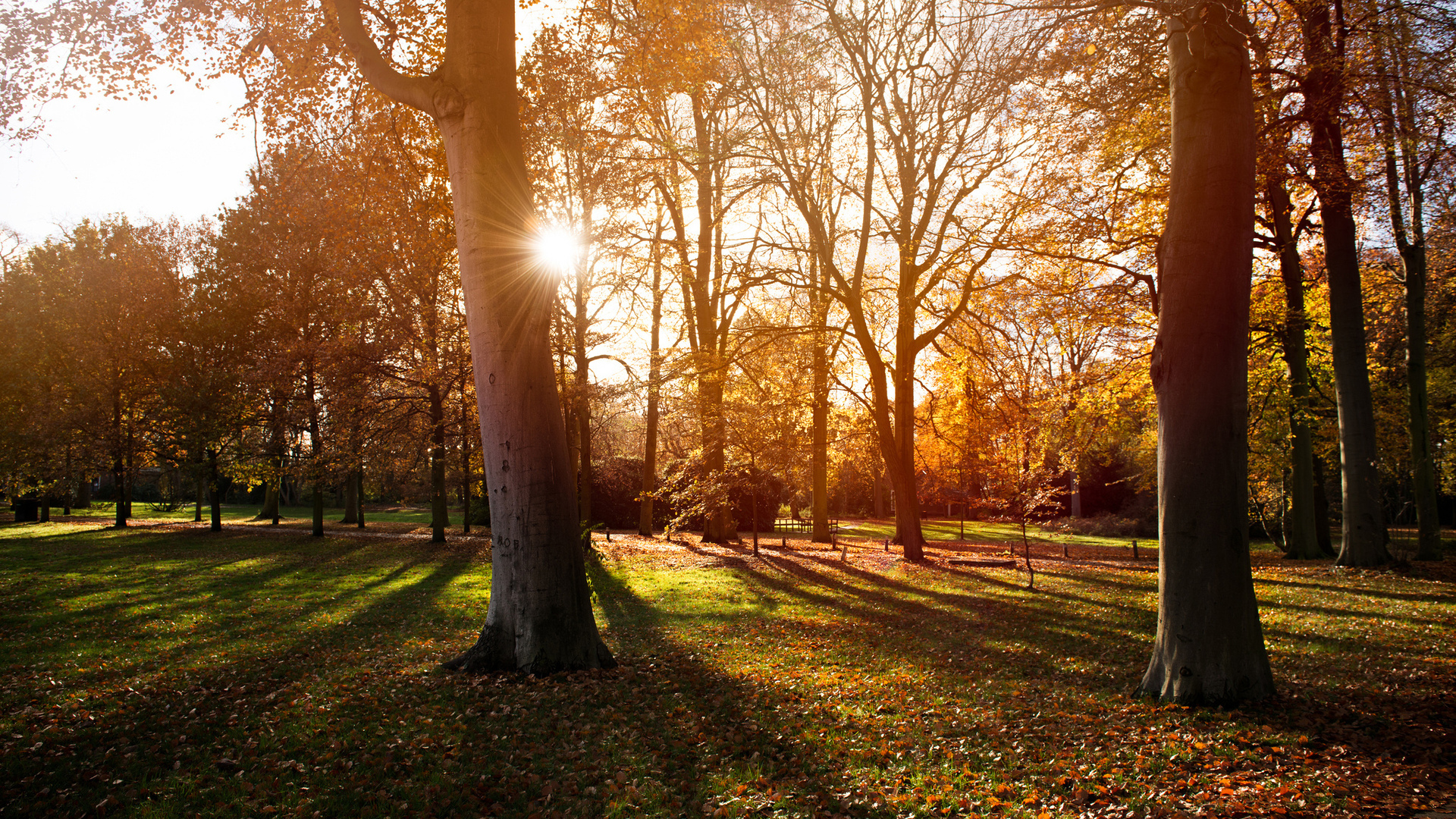 1920x1080 shadows, sunset, park, autumn, light, nature, sun, trees