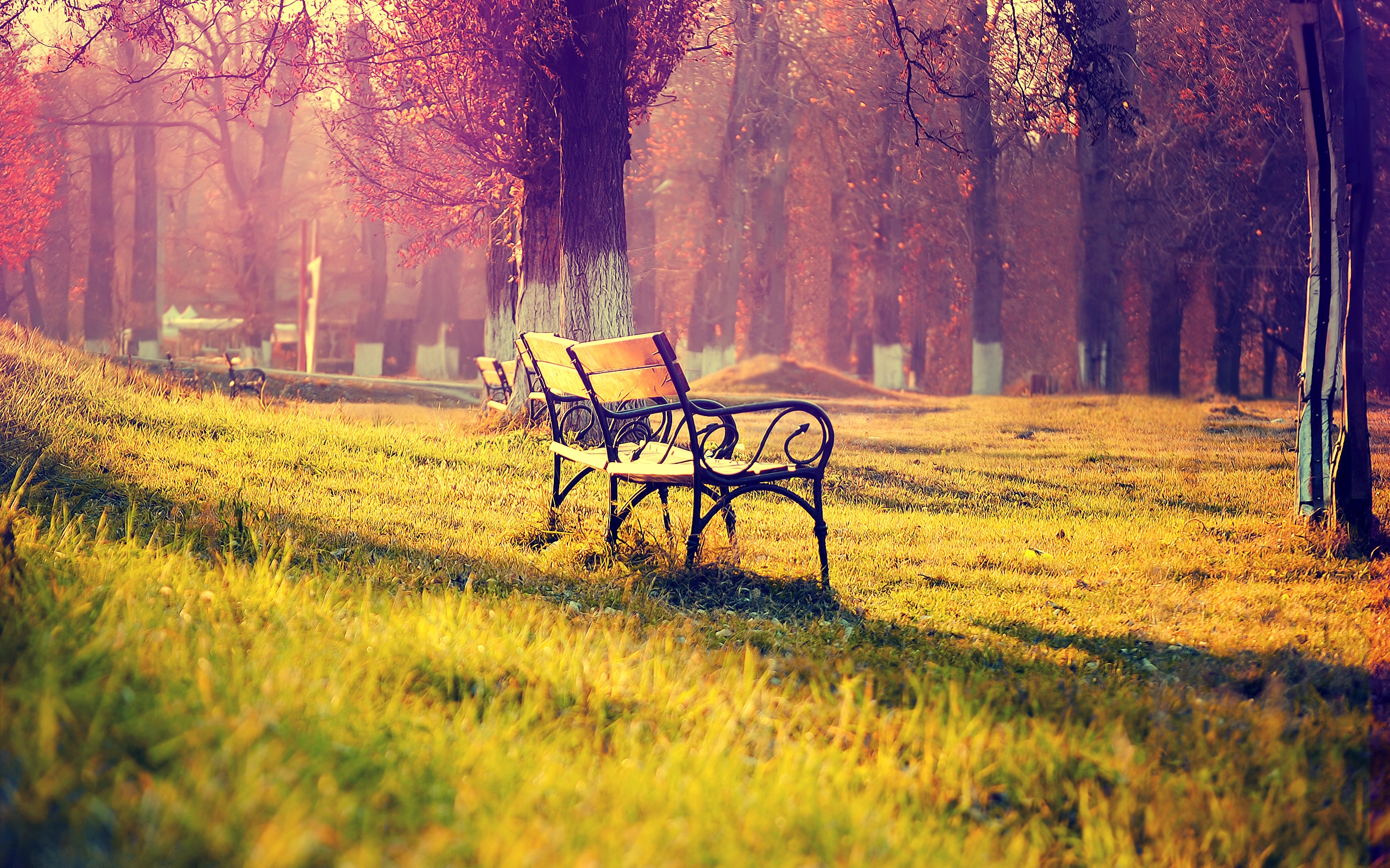 Wallpaper, benches, evening, light, romanticism, park, autumn, shadows, pair 2560x1600