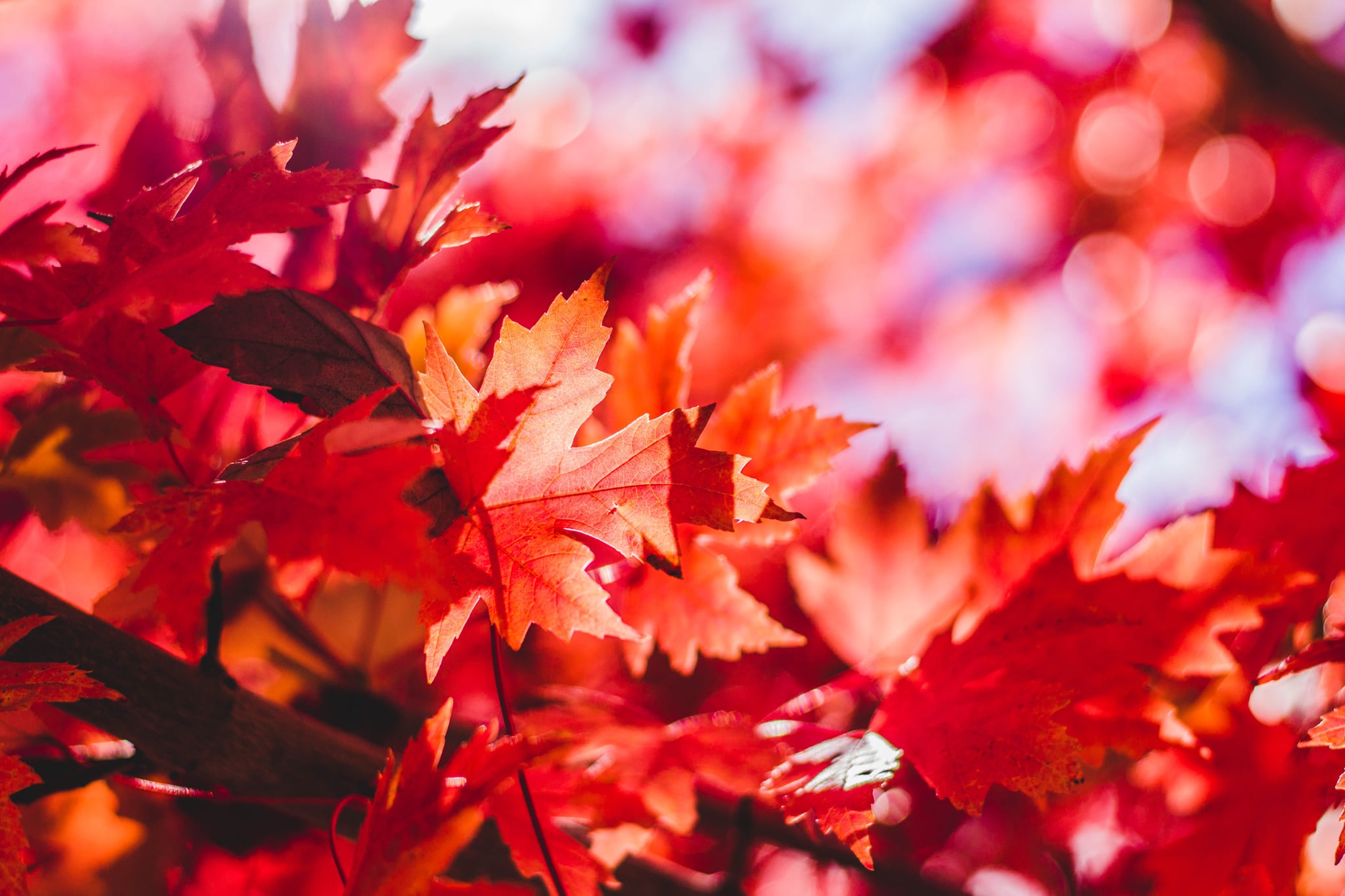 Beautiful and Cozy Fall Computer Background