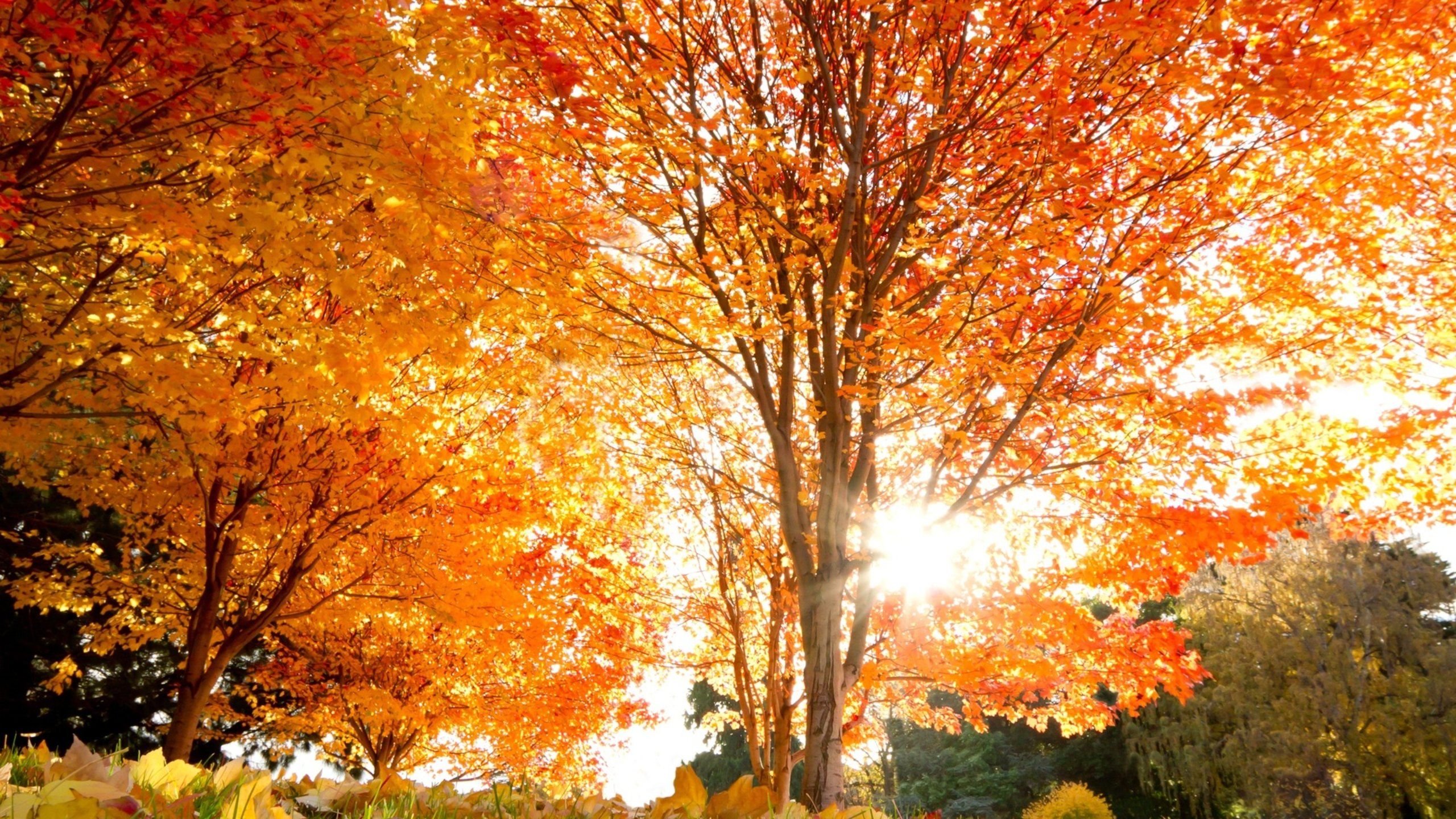 Fall Aesthetic Wallpaper Free Fall Aesthetic Background