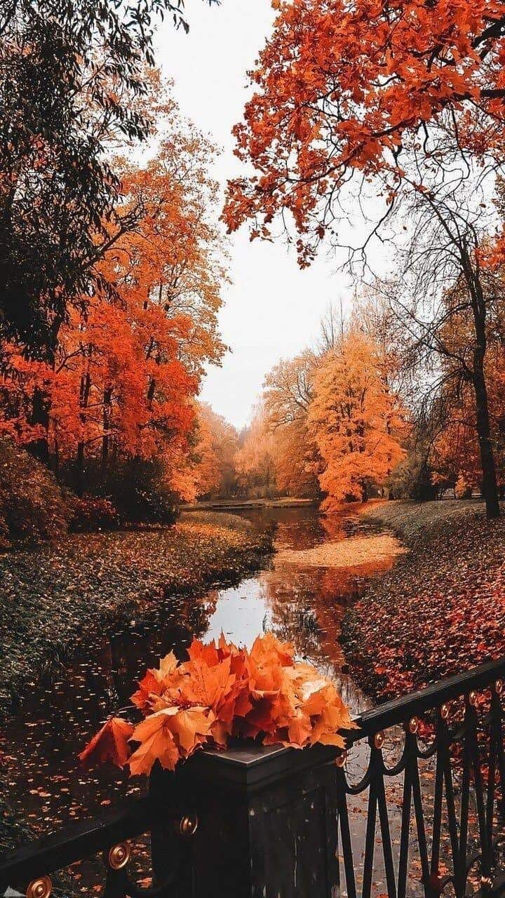 Fall Wallpaper For iPhone To Have You Feeling The Autumn Season