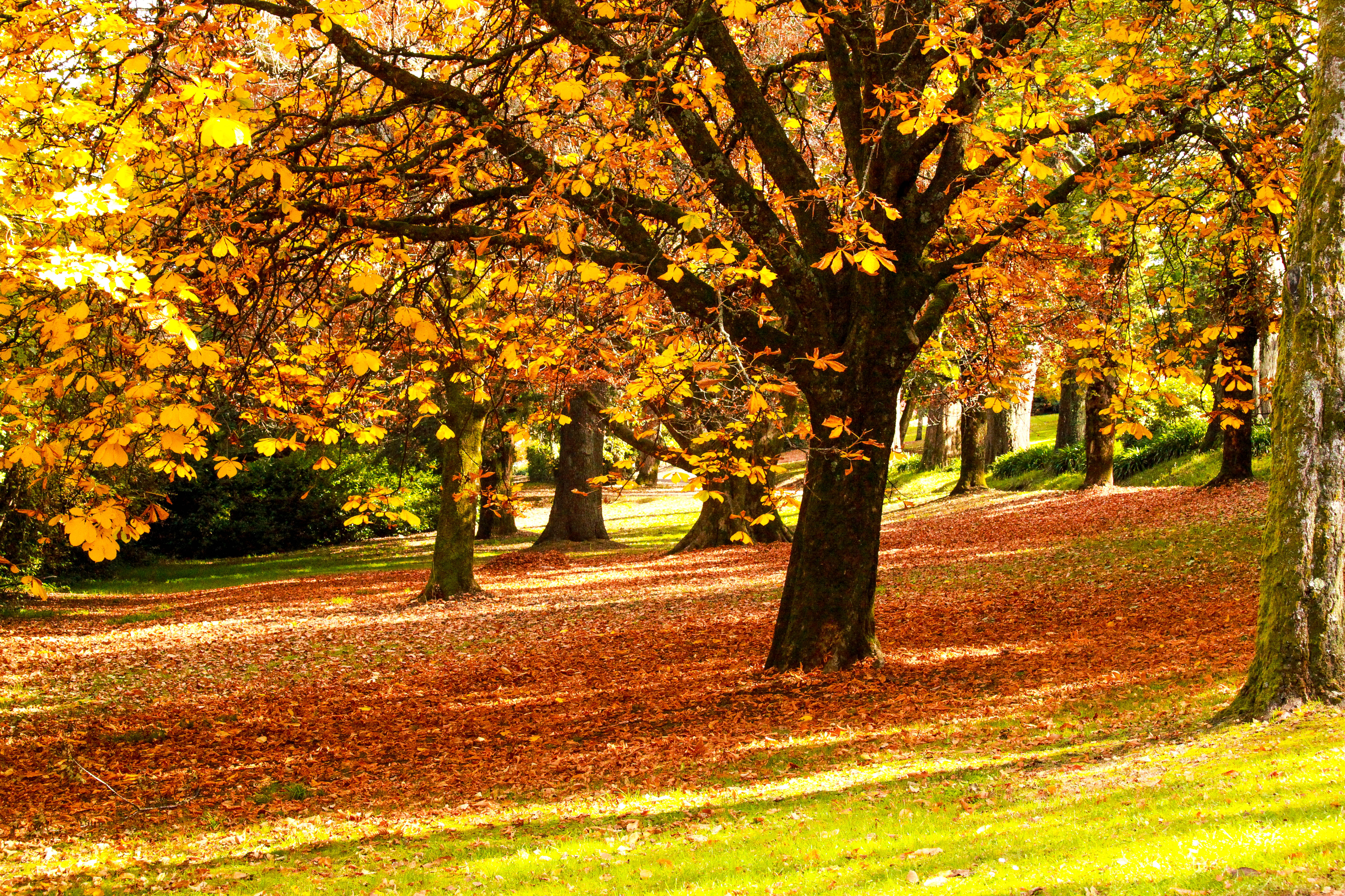 Wallpaper, voyage, park, autumn, trees, vacation, orange, plant, colour, tree, fall, nature, leaves, Canon, season, colorful, warm, outdoor, natur, visit, Victoria, foliage, serene, daylesford 5616x3744