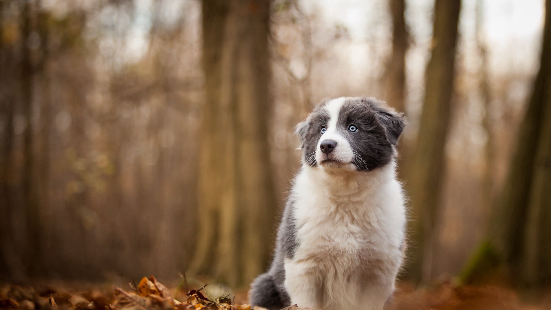 Download wallpaper 1920x1080 dog, autumn, blur, trees full hd, hdtv, fhd, 1080p HD background