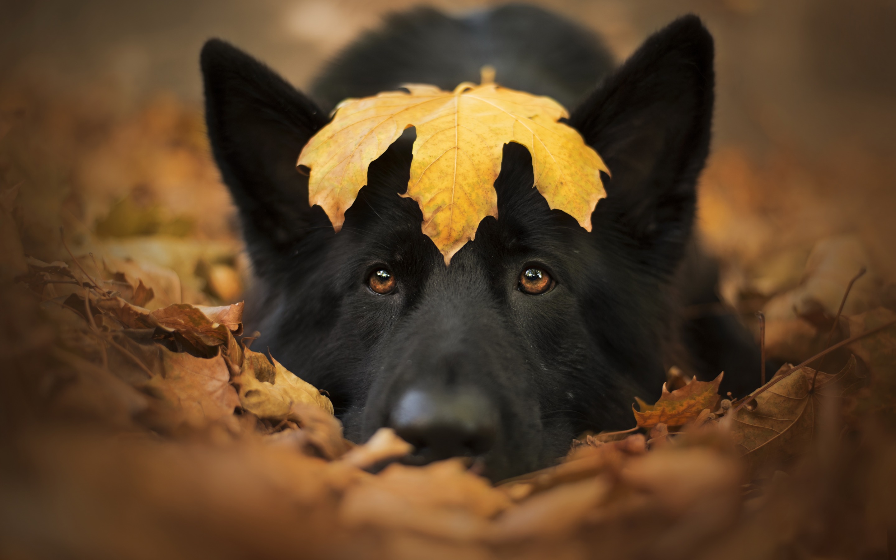Download wallpaper black german shepherd, autumn, yellow leaf, big black dog, autumn leaves, cute animals, dogs for desktop with resolution 2880x1800. High Quality HD picture wallpaper