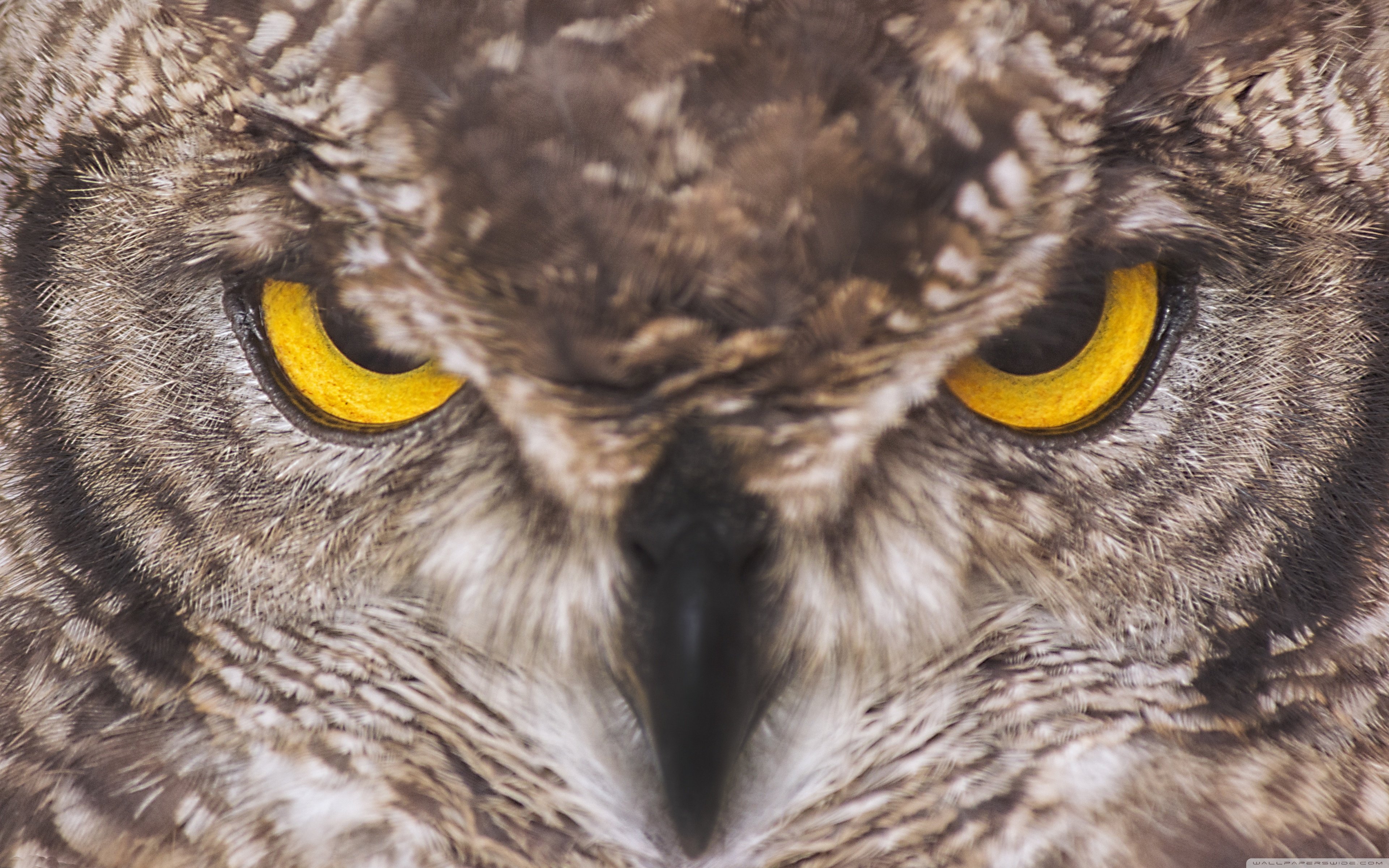 Eagle Owl HD