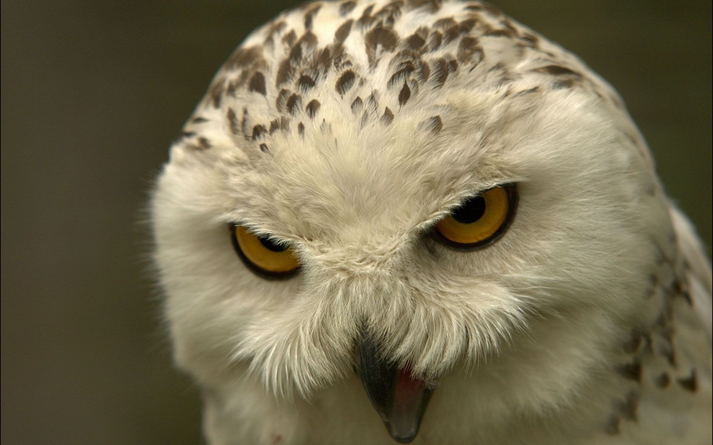 I love this owl. Owl wallpaper, Owl, White owl