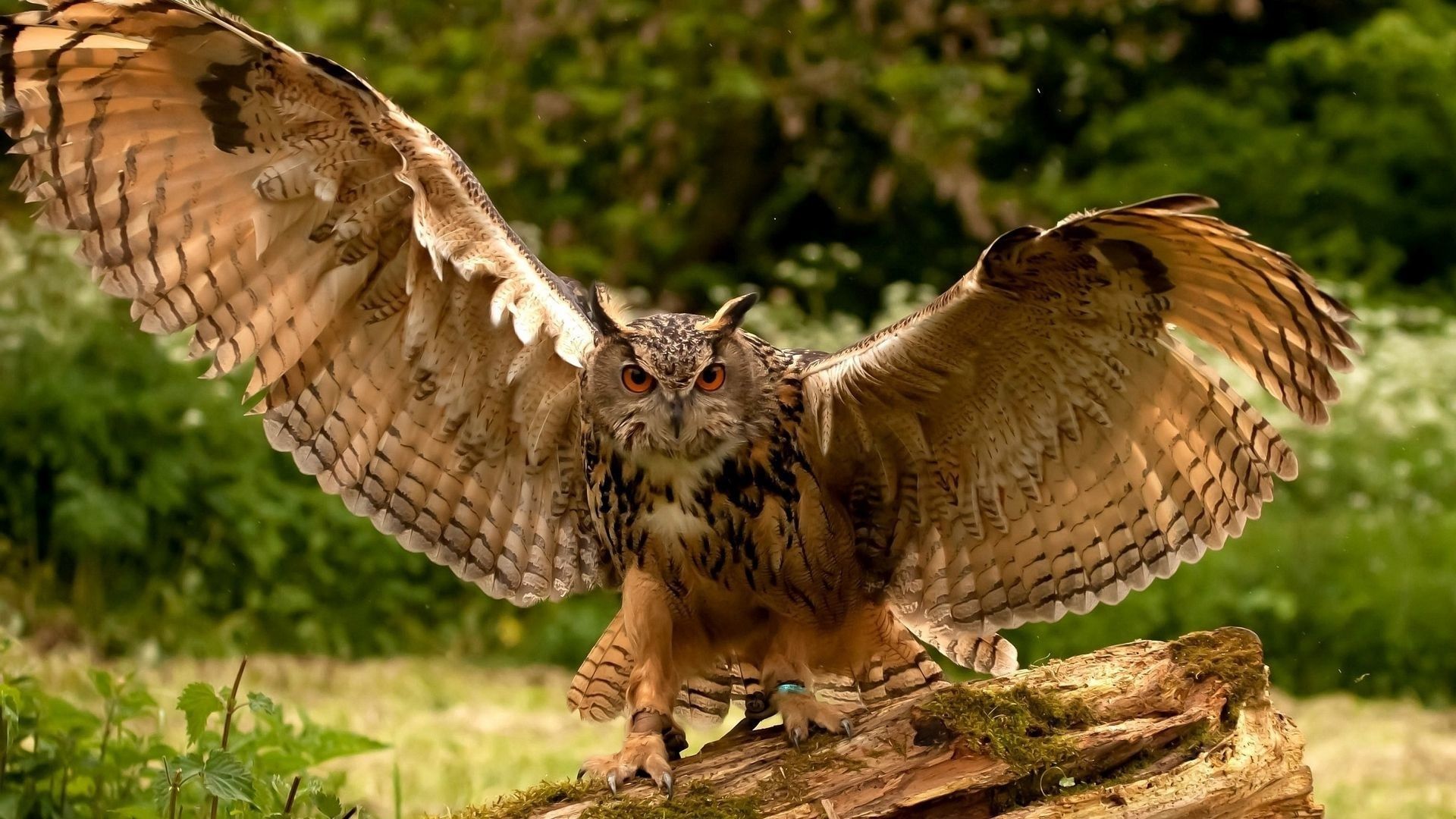 Wallpaper owl angry wing branch bird 1920x1080. Animal wallpaper, Owl wings, Animals