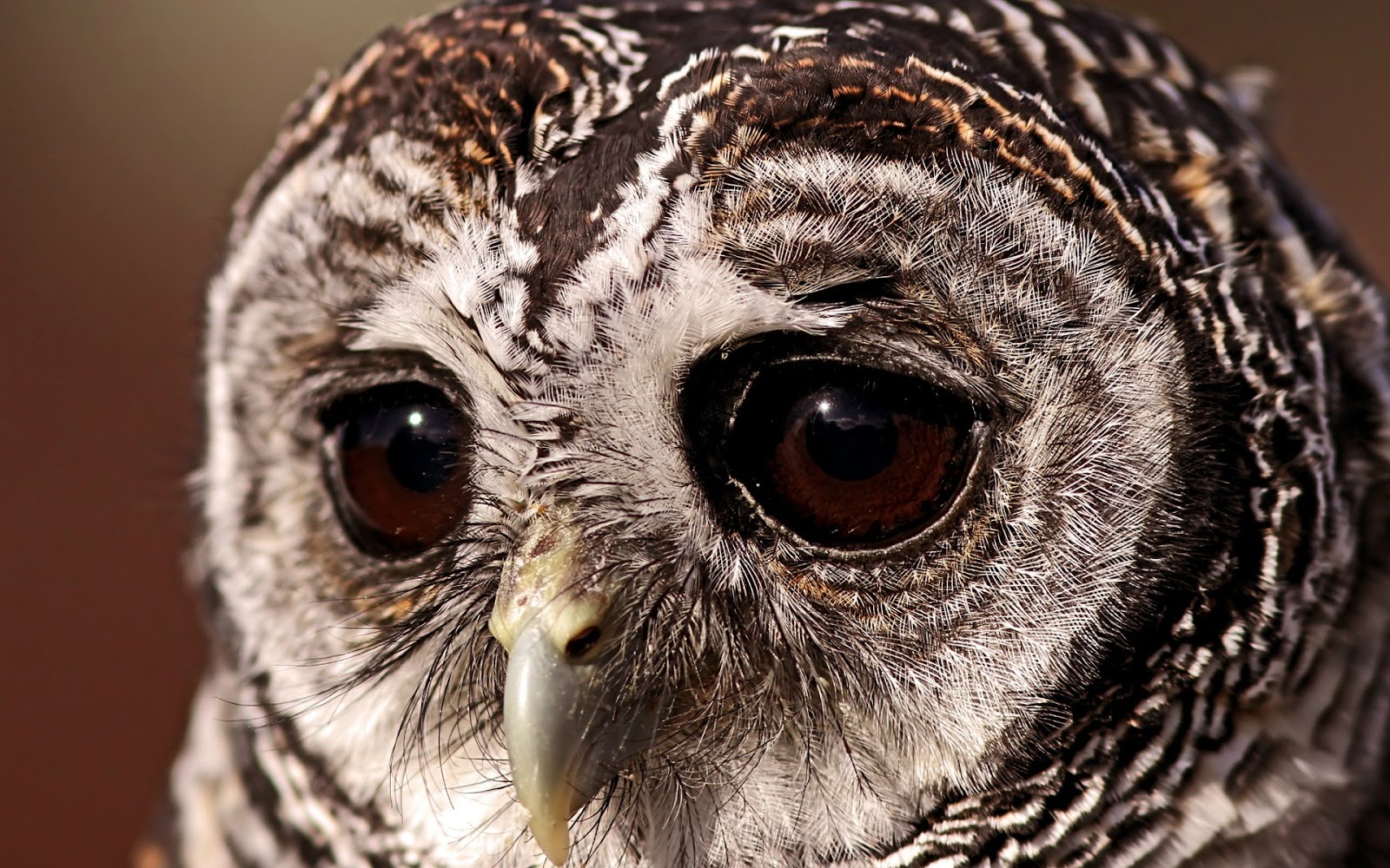 HD 4K Owl Wallpaper 1080p For Desktop (2020)