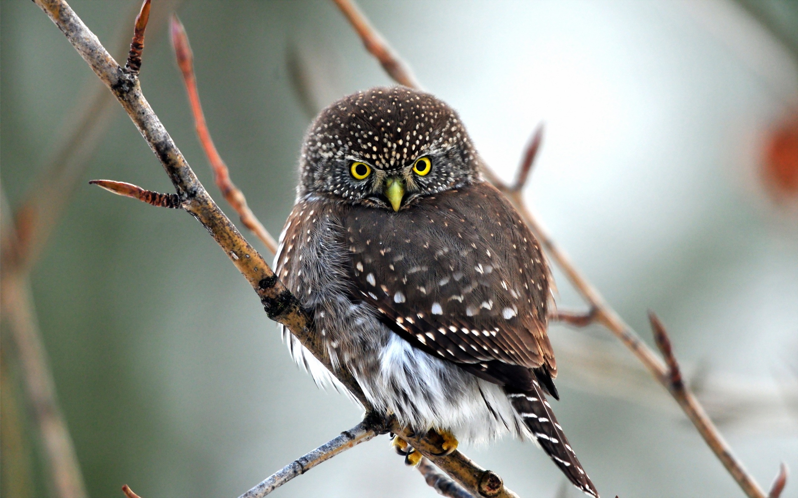 animals, Owl, Birds, Twigs Wallpaper HD / Desktop and Mobile Background
