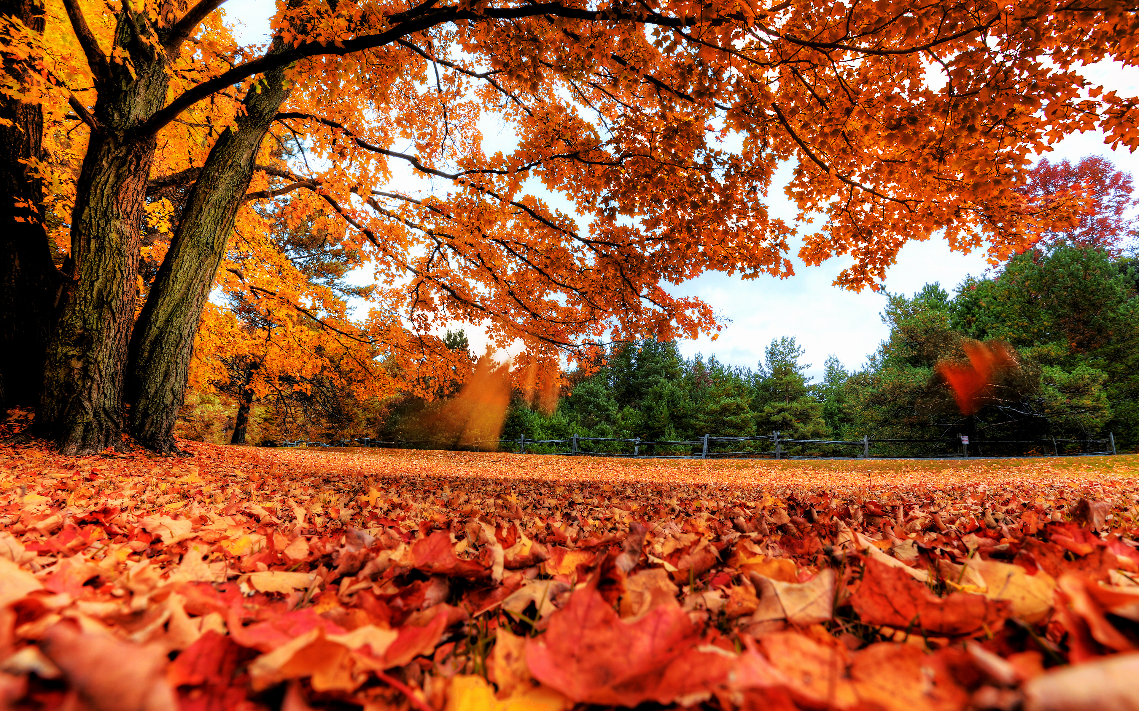 Maple tree Wallpaper 4K, Autumn leaves, Foliage, Fallen Leaves, Landscape, Nature