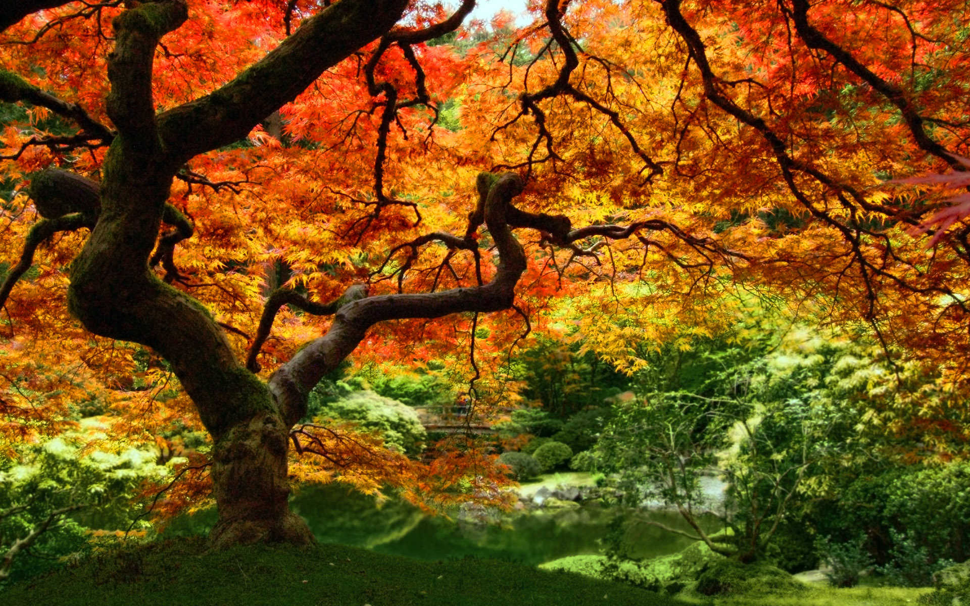 Tree Forest Autumn Leaves wallpaperx1200