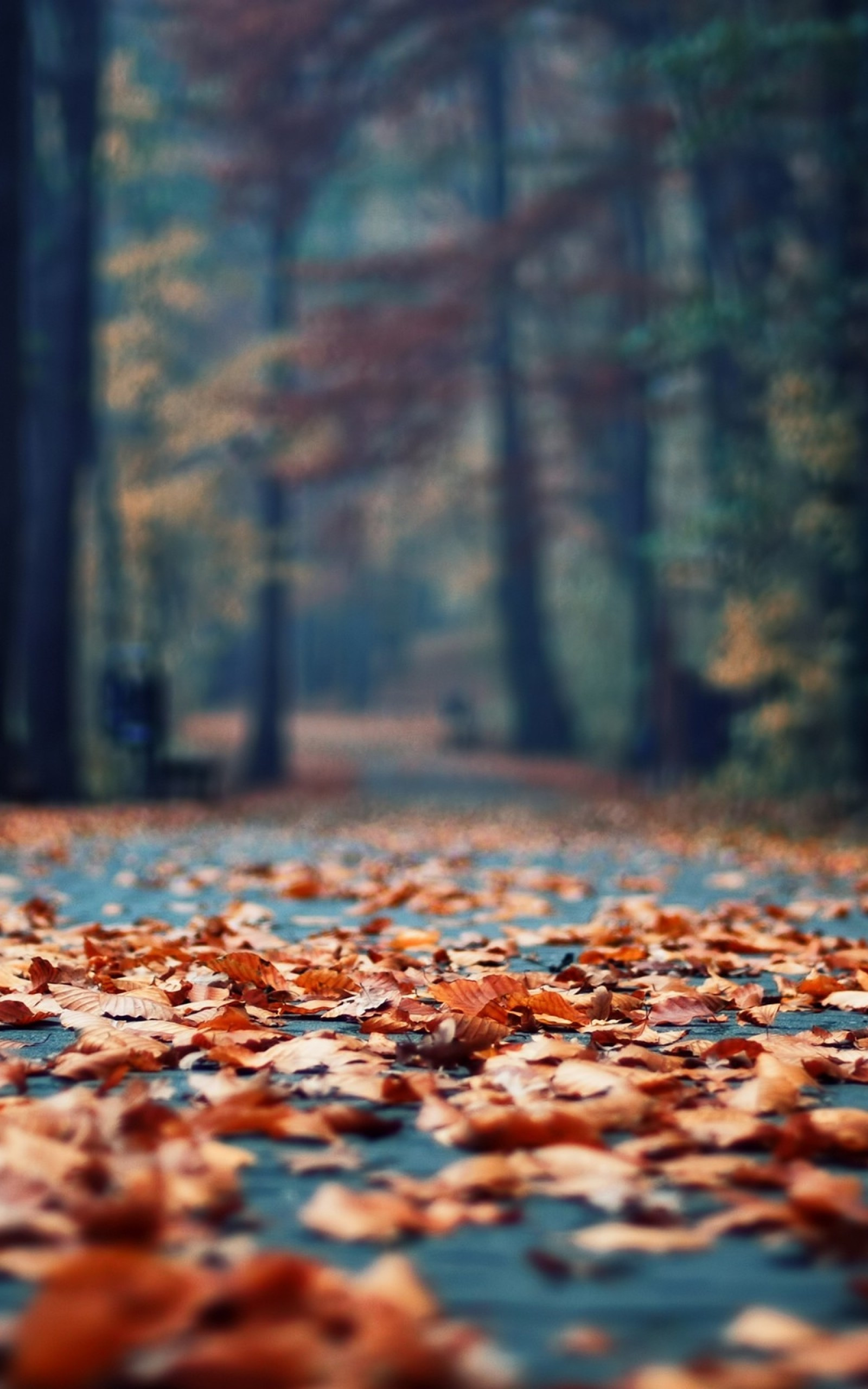 Download 1600x2560 Foliage, Autumn Leaves, Forest, Trees Wallpaper for Google Nexus 10