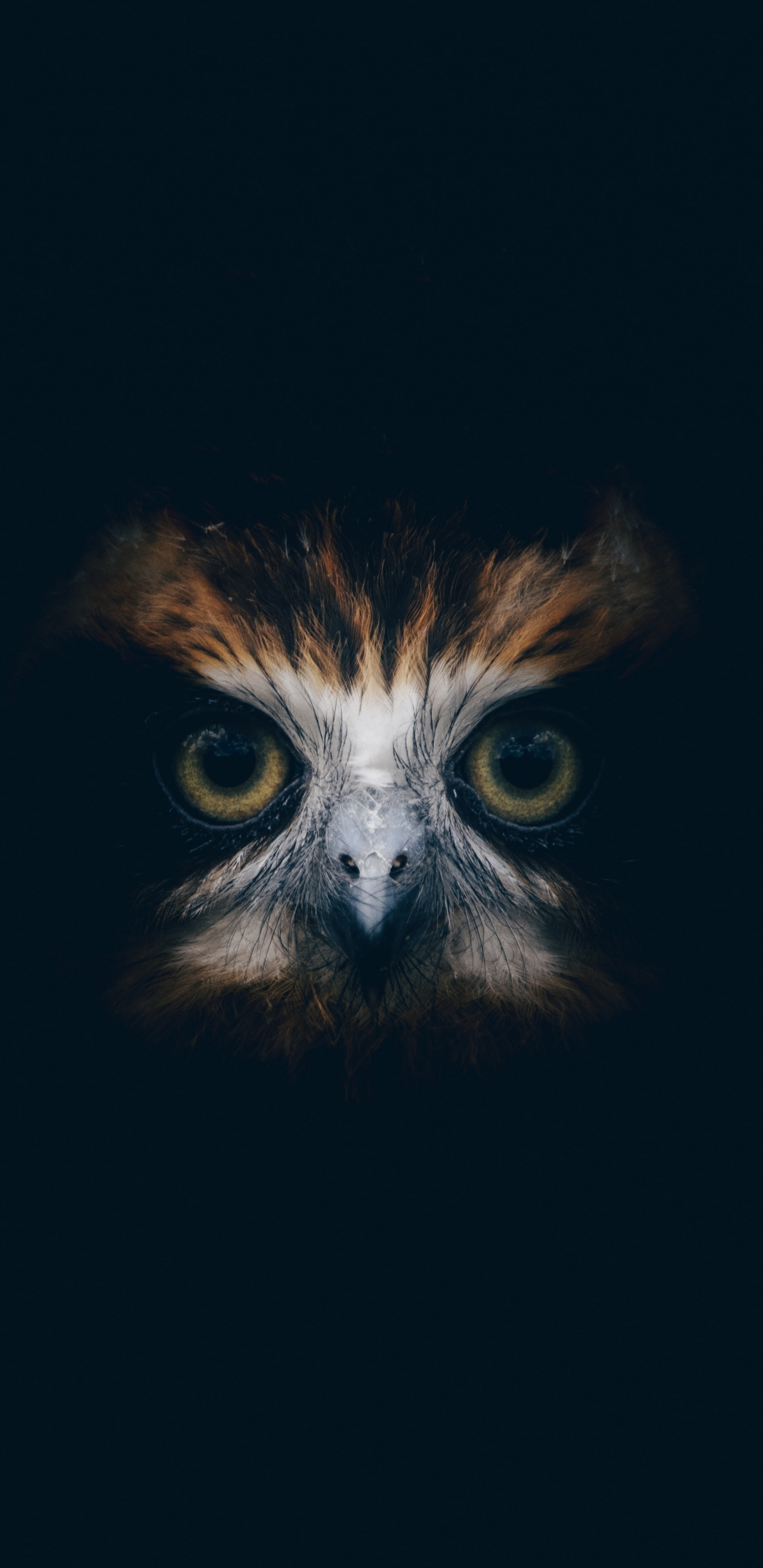 Download 1440x2960 wallpaper muzzle, owl, samsung galaxy s samsung galaxy s8 plus, 1440x2960 HD image, background, 22404