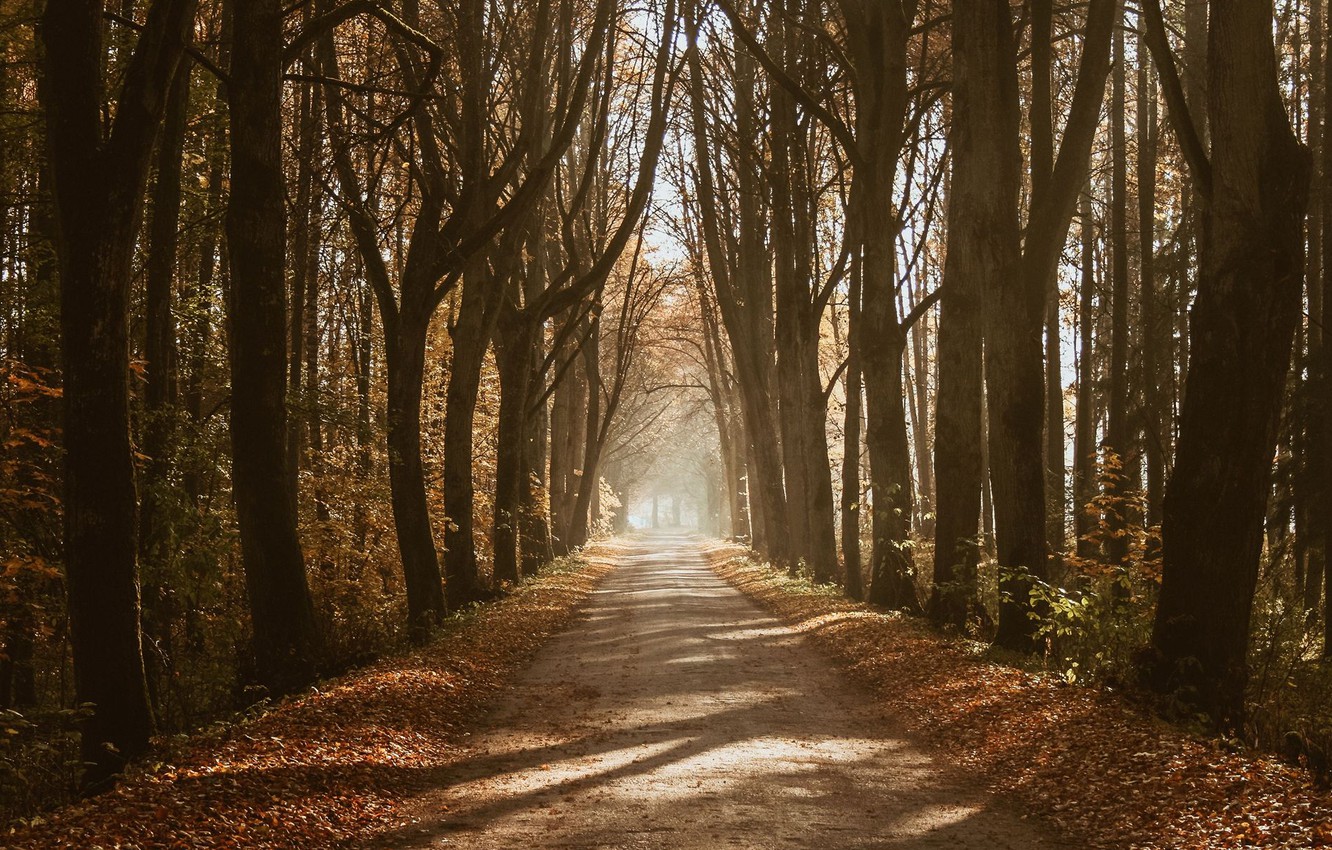 Wallpaper road, autumn, forest, light, trees, nature, shadows image for desktop, section природа