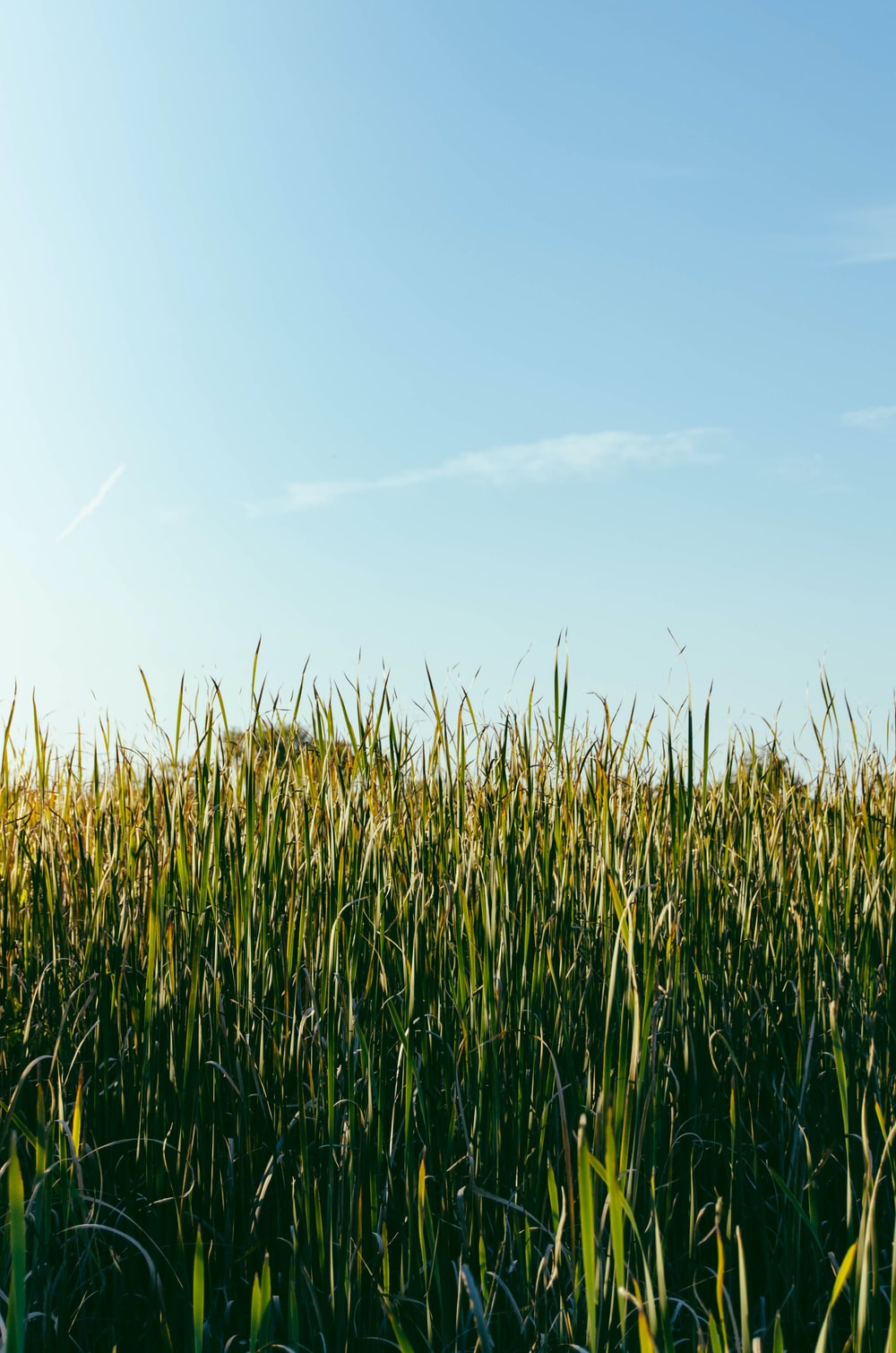 Tall Grass Picture. Download Free Image
