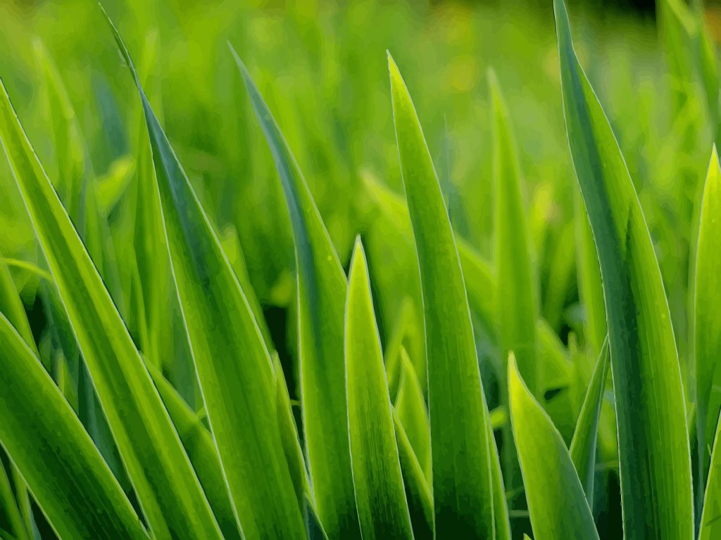 Macro Close Up Vector Wallpaper Of Fresh Green Grass. Desktop Image Of Long Grass Blades In Vector Art And Hi Res Jpg Format. The S. Grass, Lawn Care, Grass Field