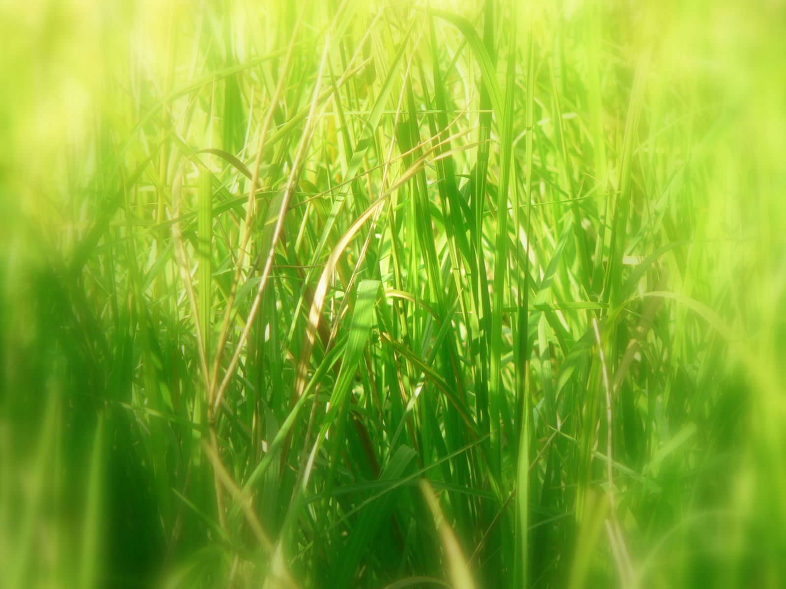 Long grass wallpaper. Long grass