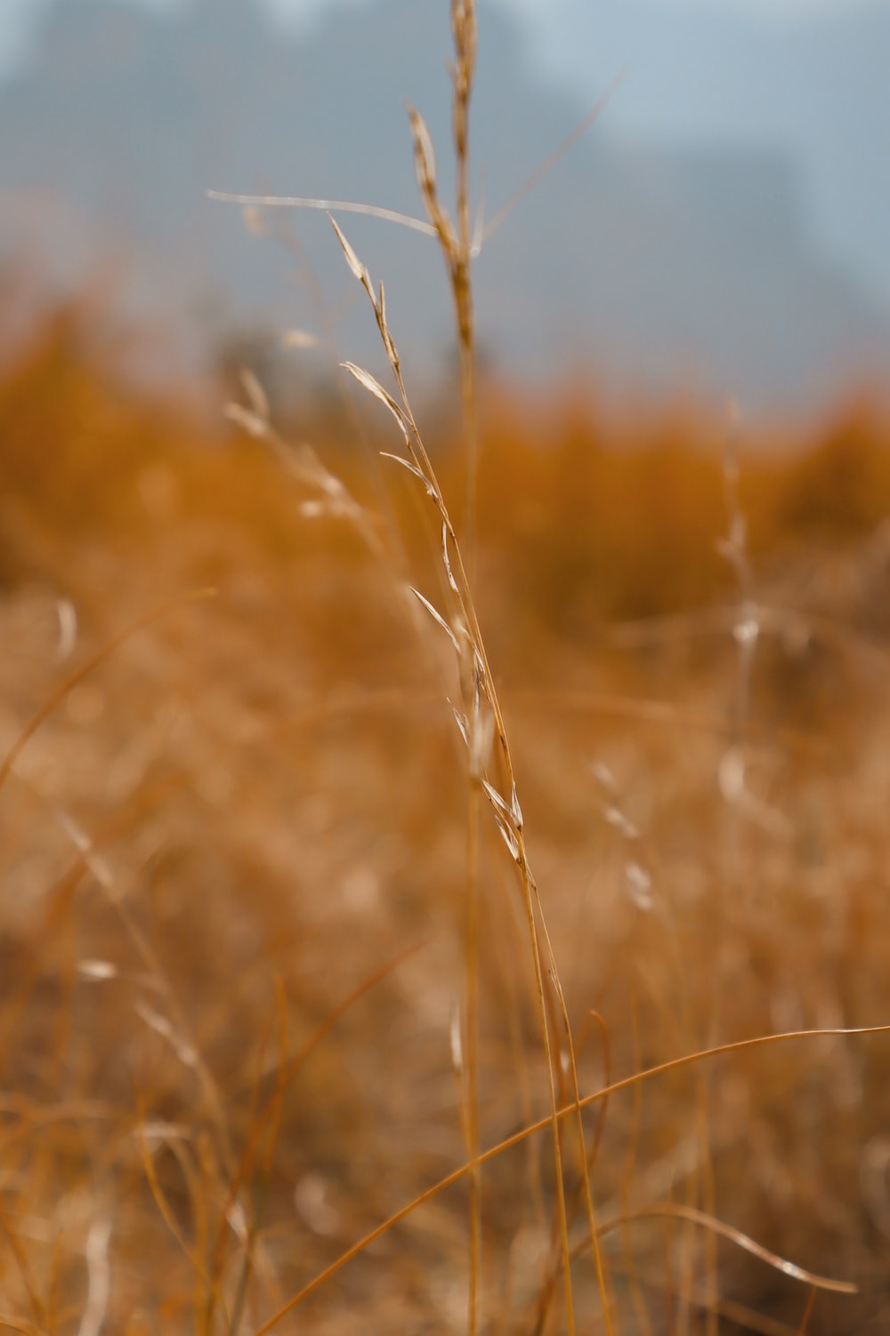 Long Grass Picture. Download Free Image